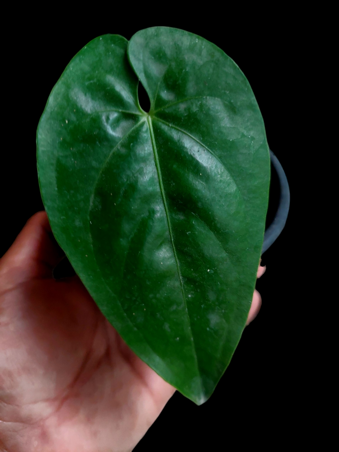 Anthurium sp. "Cumbazino" Small Size Wild Ecotype (EXACT PLANT)