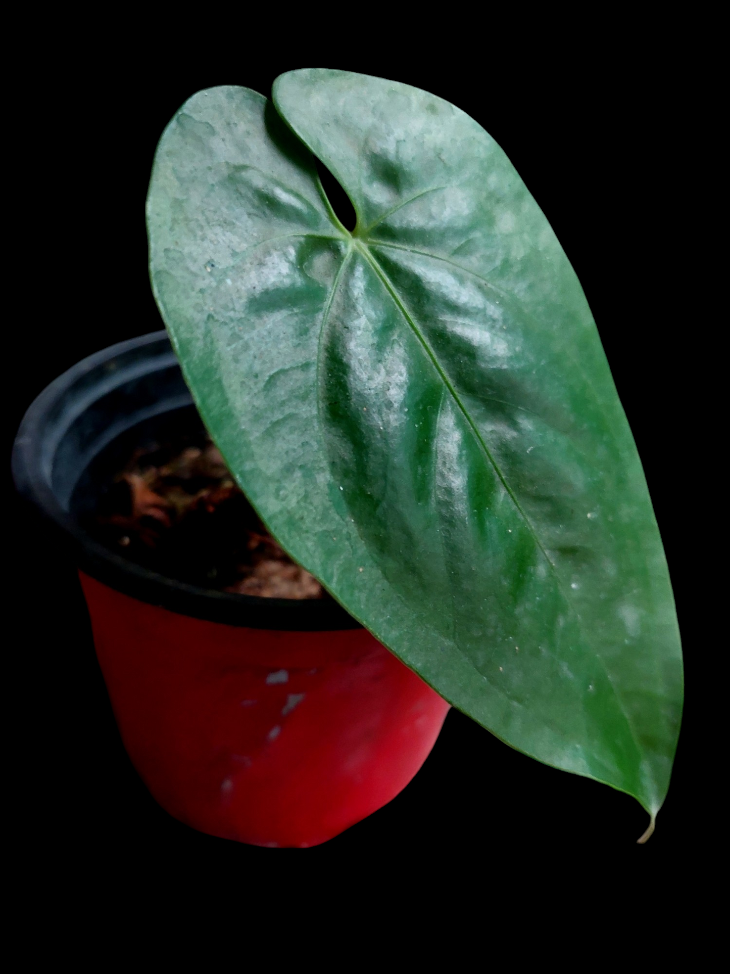 Anthurium sp. "Cumbazino" Small Size Wild Ecotype (EXACT PLANT)