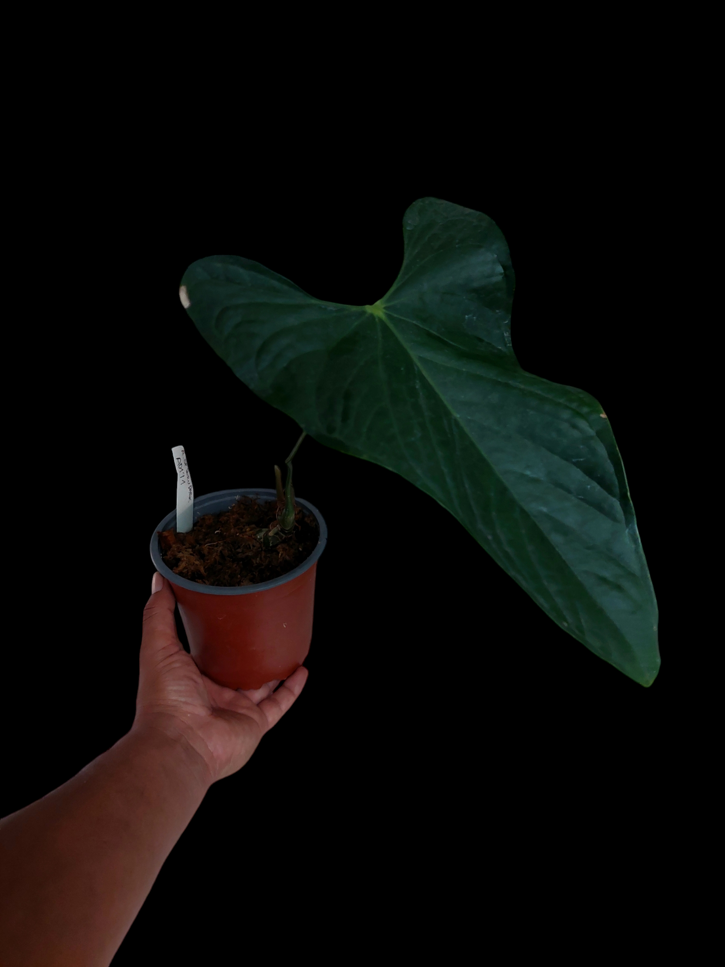 Anthurium sp. 'Peru Dark' Wild Ecotype (EXACT PLANT)