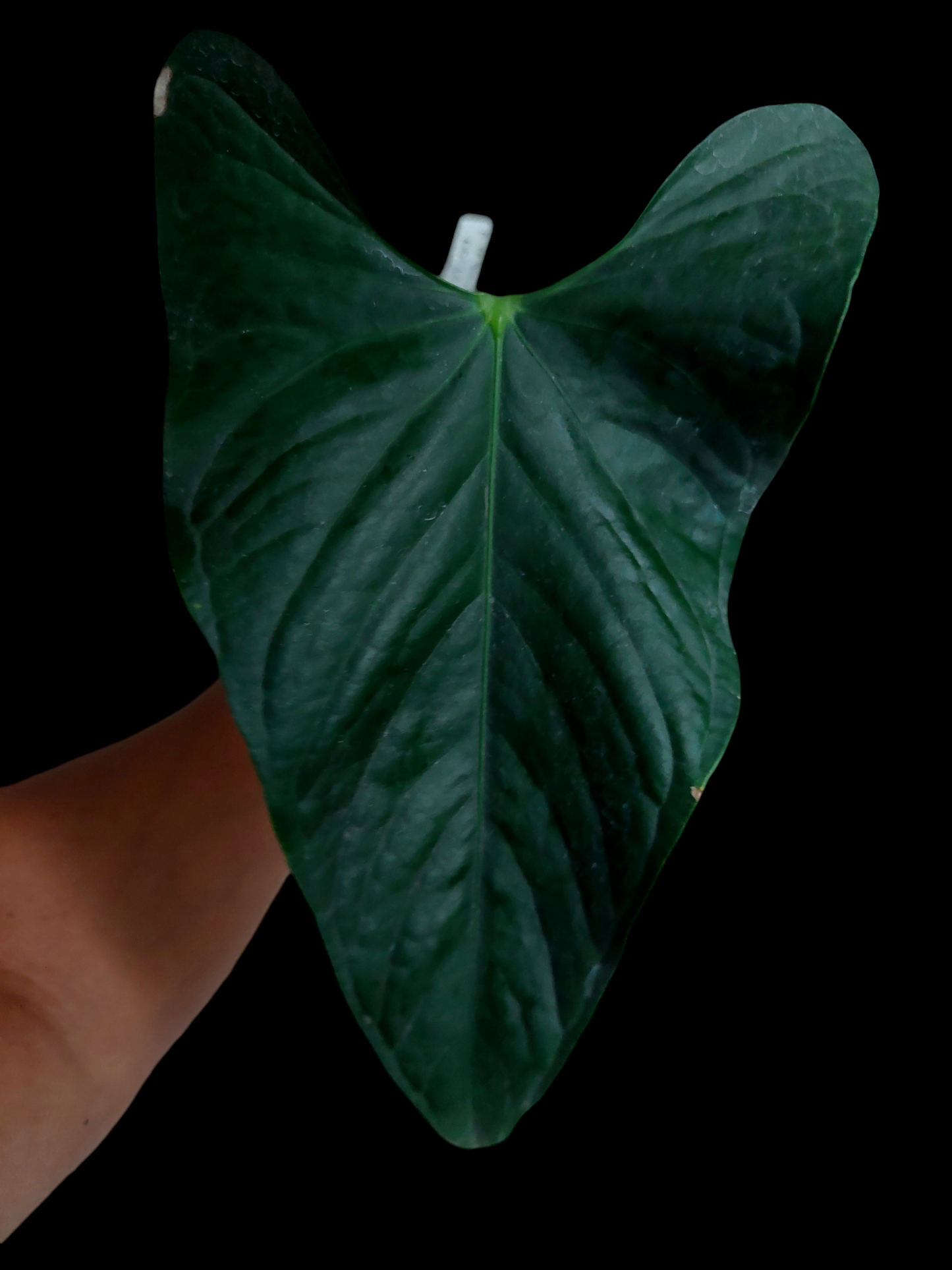 Anthurium sp. 'Peru Dark' Wild Ecotype (EXACT PLANT)