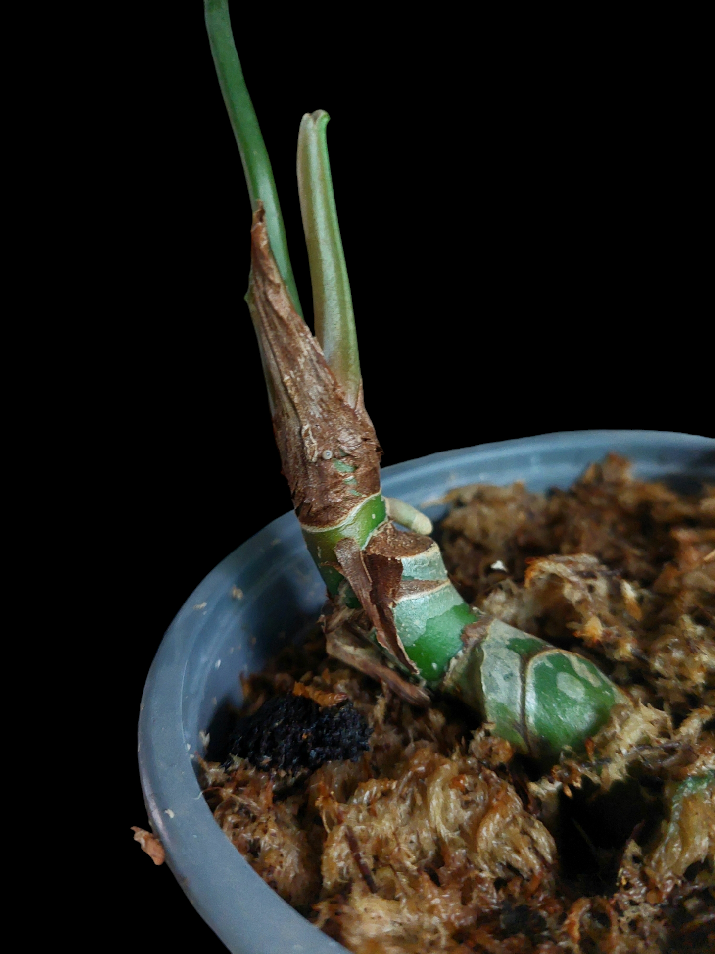 Anthurium sp. 'Peru Dark' Wild Ecotype (EXACT PLANT)