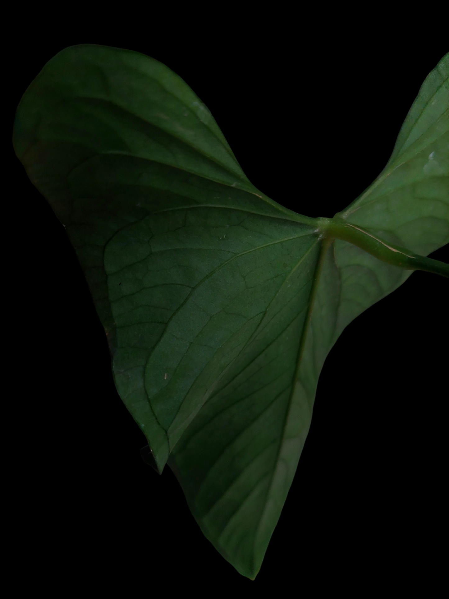 Anthurium sp. 'Peru Dark' Wild Ecotype (EXACT PLANT)