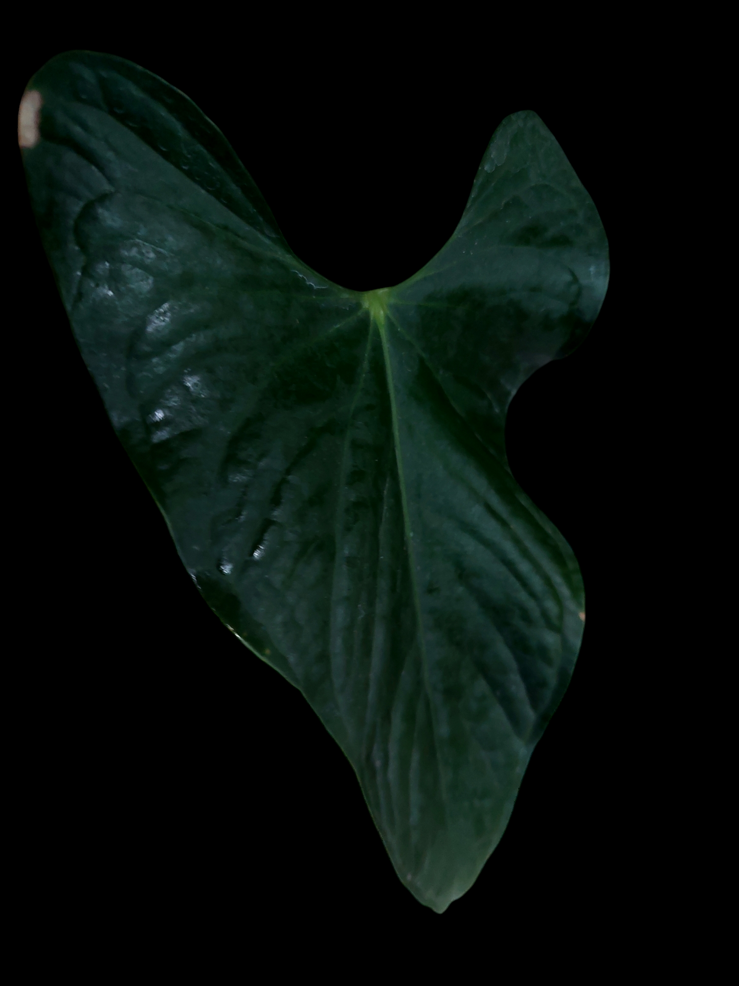 Anthurium sp. 'Peru Dark' Wild Ecotype (EXACT PLANT)