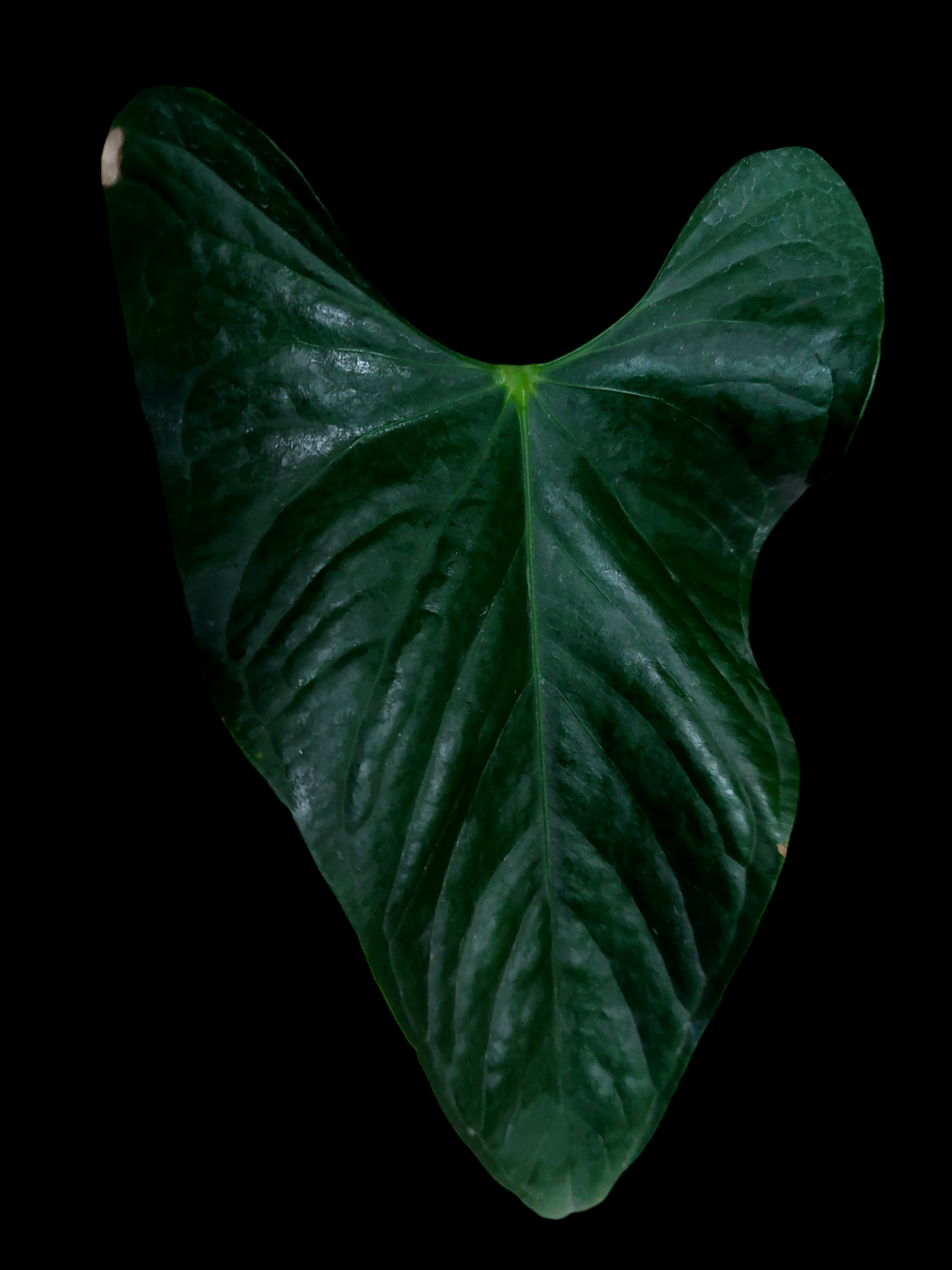 Anthurium sp. 'Peru Dark' Wild Ecotype (EXACT PLANT)