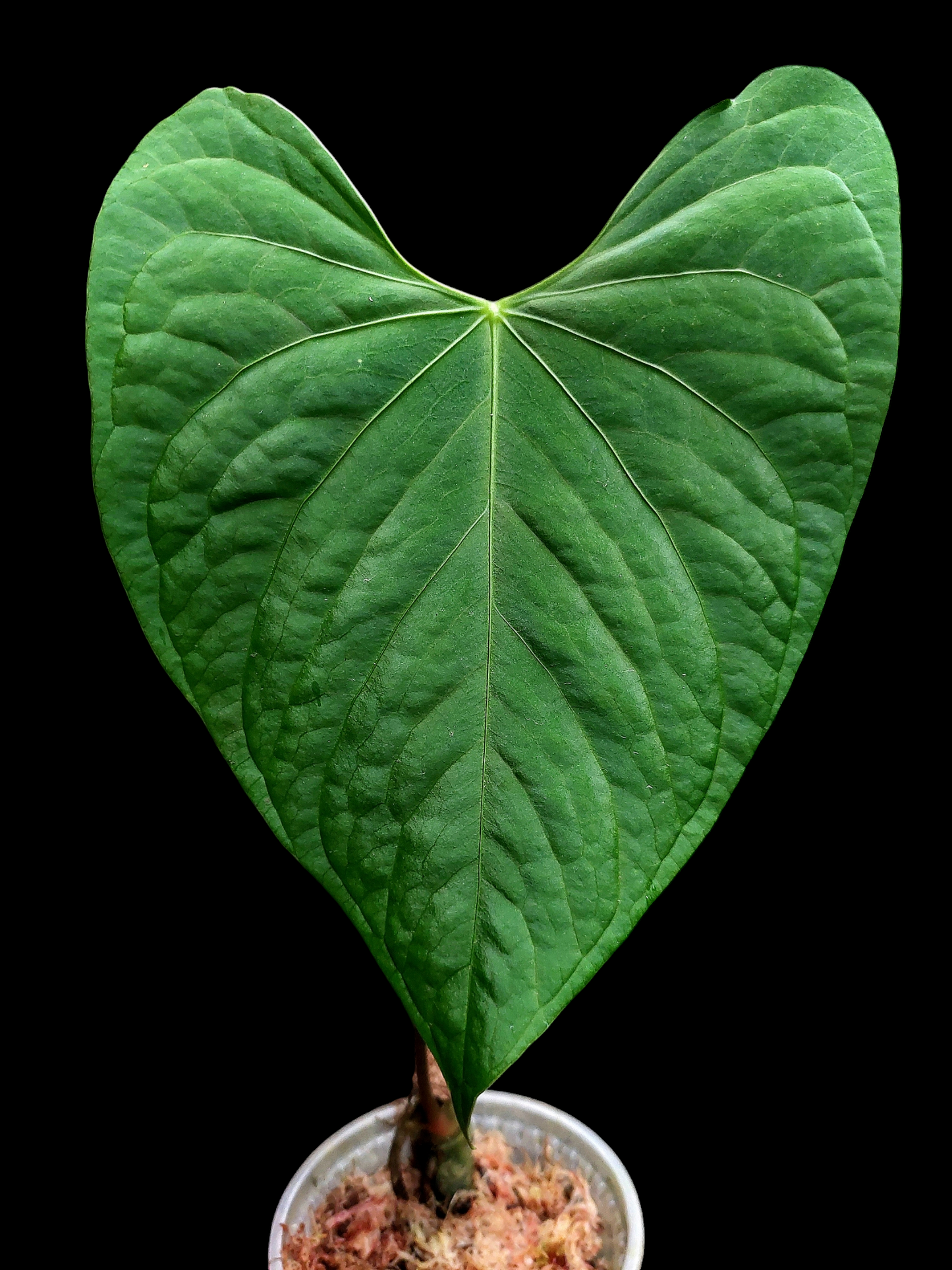 Anthurium sp. 'Huanucense Velvet' Wild Ecotype (EXACT PLANT)