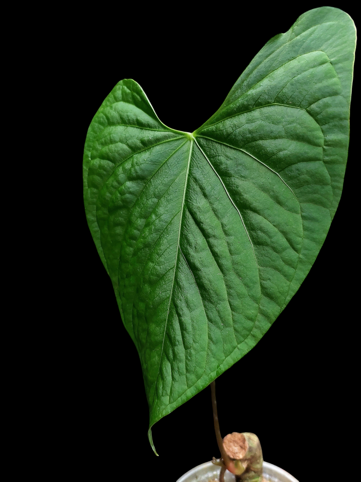 Anthurium sp. 'Huanucense Velvet' Wild Ecotype (EXACT PLANT)