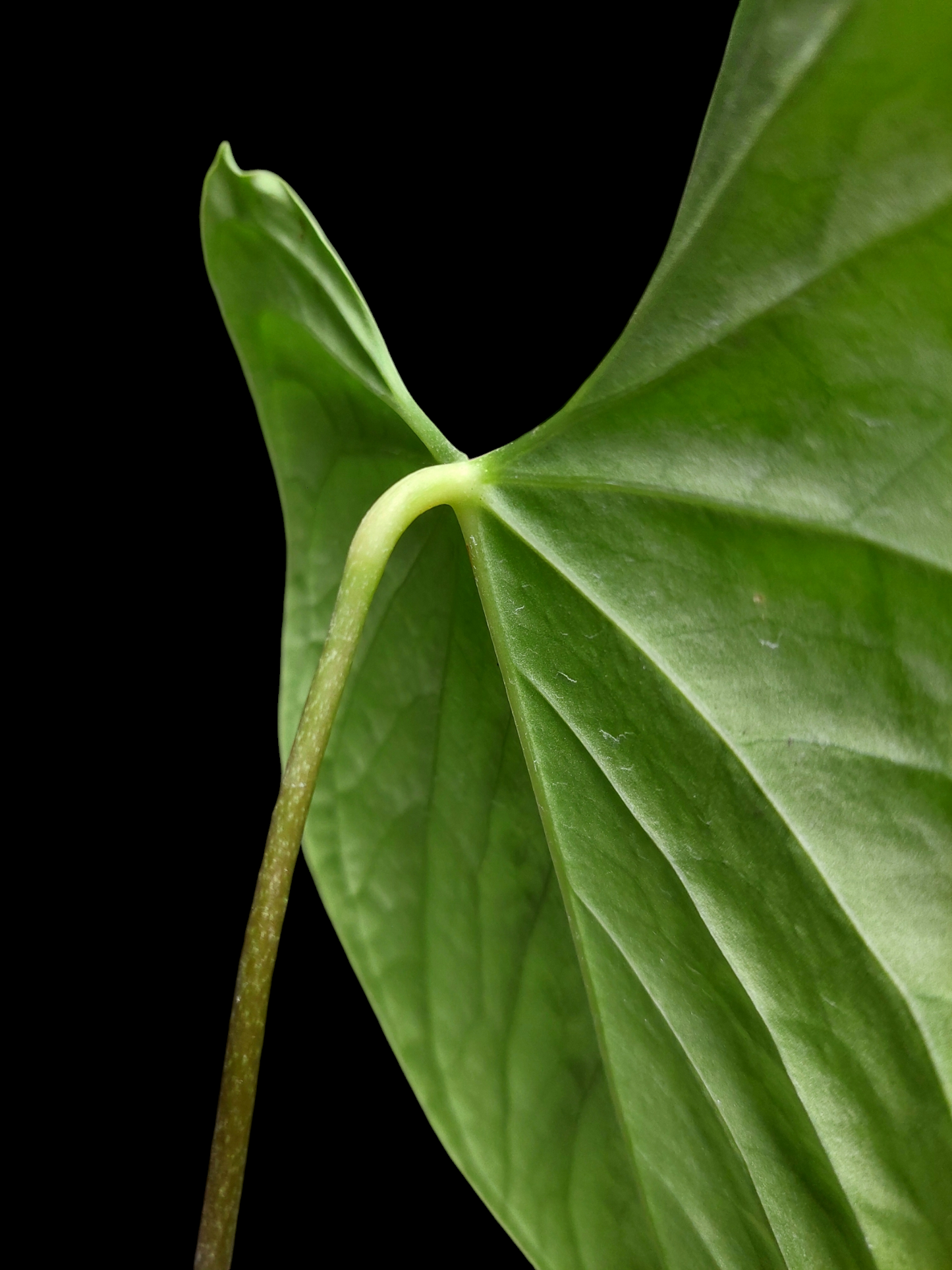 Anthurium sp. 'Huanucense Velvet' Wild Ecotype (EXACT PLANT)