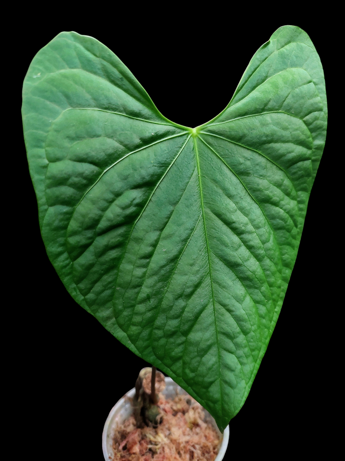 Anthurium sp. 'Huanucense Velvet' Wild Ecotype (EXACT PLANT)