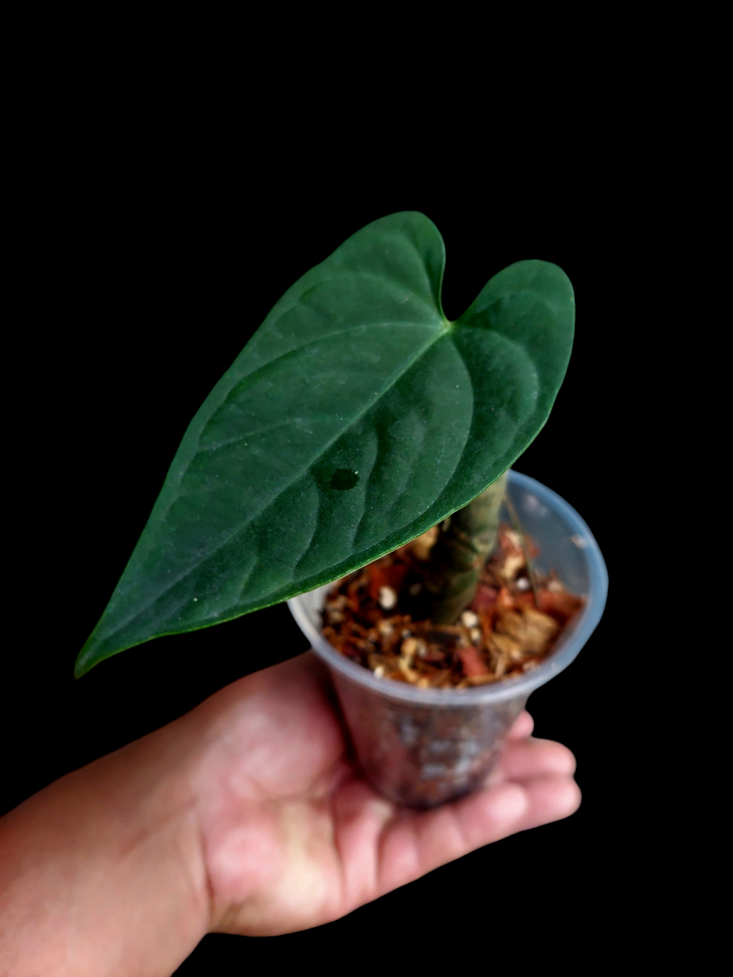 Anthurium sp. "Tarapoto Dark Velvet" Wild Ecotype Small Size(EXACT PLANT)