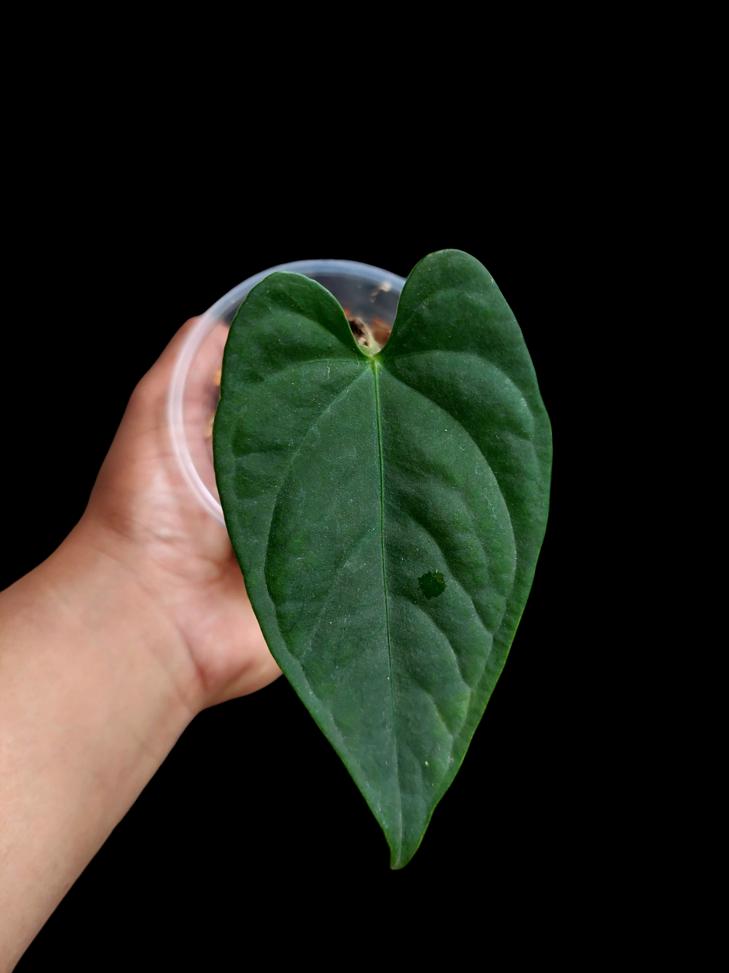 Anthurium sp. "Tarapoto Dark Velvet" Wild Ecotype Small Size(EXACT PLANT)