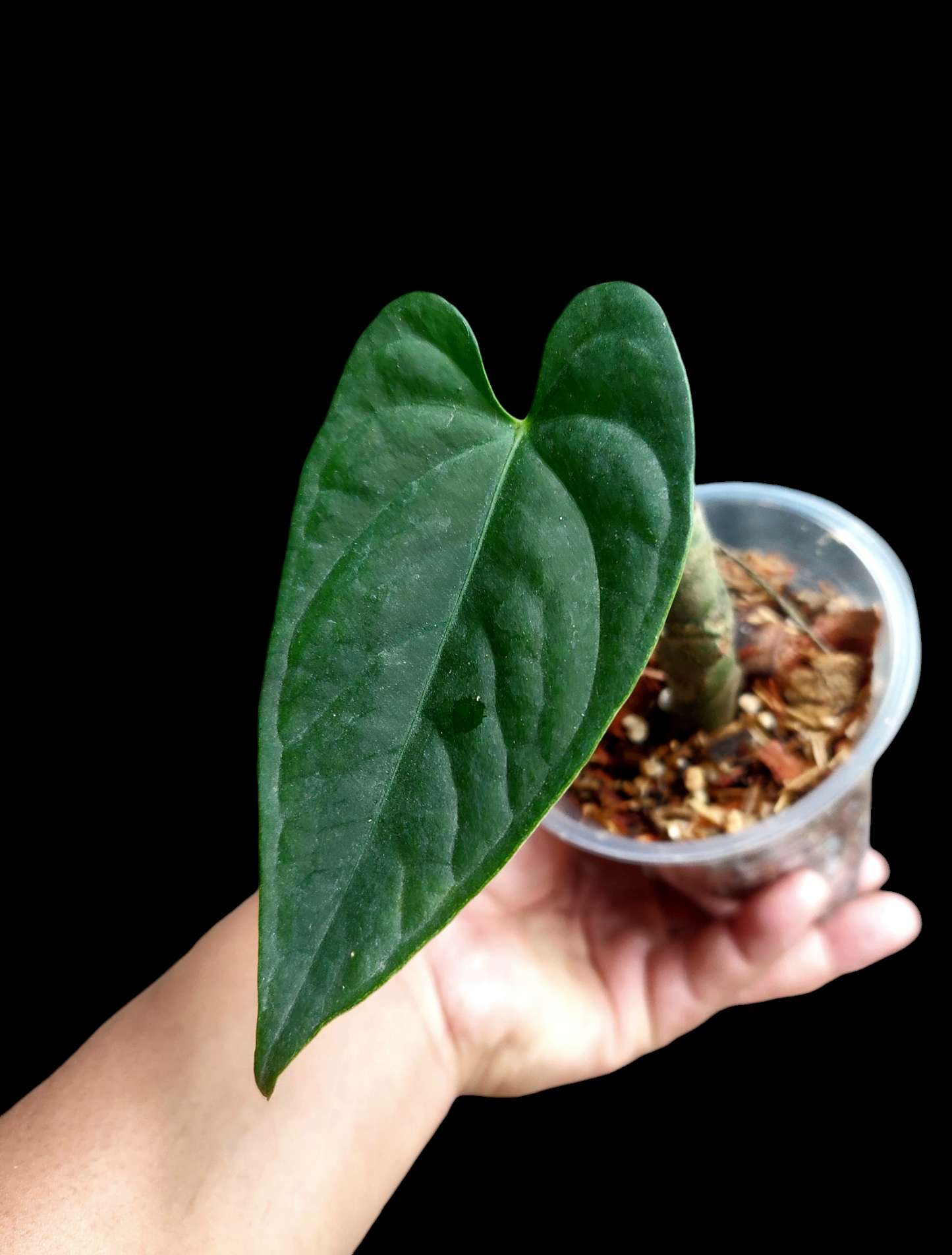 Anthurium sp. "Tarapoto Dark Velvet" Wild Ecotype Small Size(EXACT PLANT)