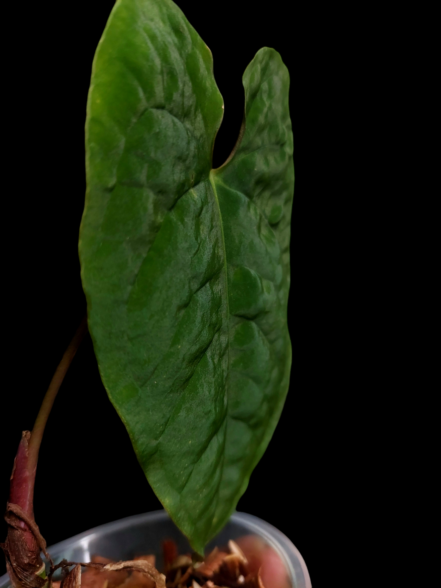 Anthurium Sp. Purple Velvet (EXACT PLANT)