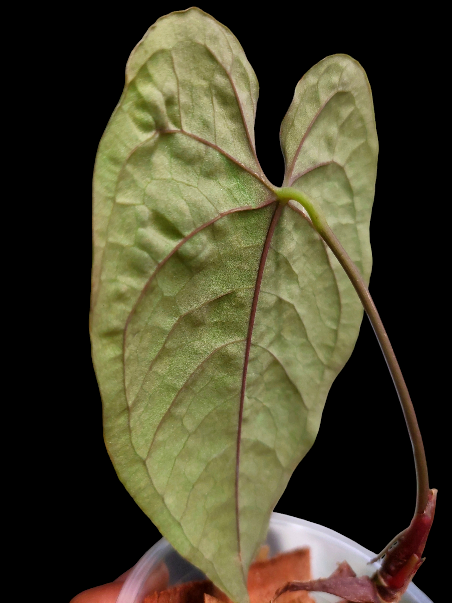 Anthurium Sp. Purple Velvet (EXACT PLANT)