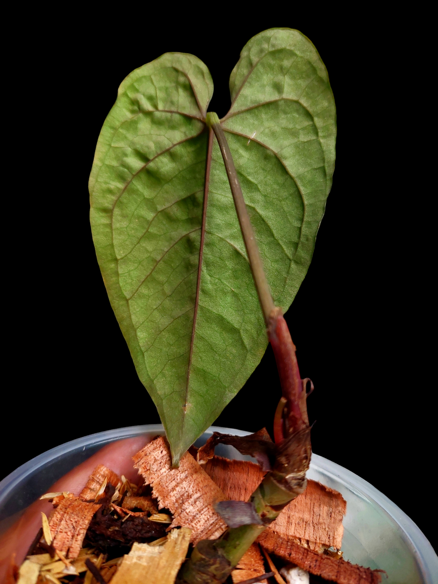 Anthurium Sp. Purple Velvet (EXACT PLANT)