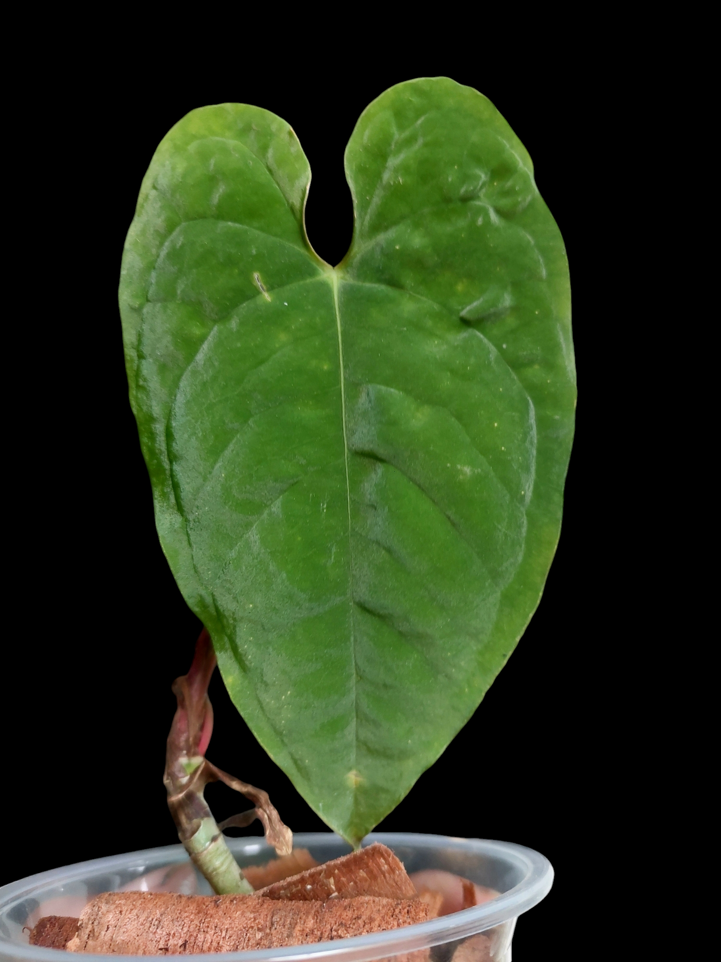 Anthurium Sp. Purple Velvet (EXACT PLANT)