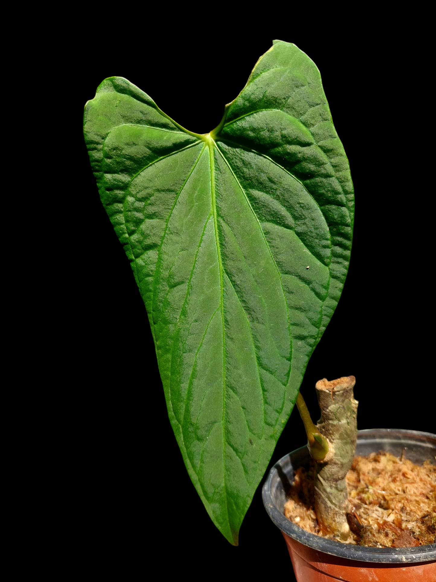 Anthurium sp. 'Huanucense Velvet' Narrow form Wild Ecotype (EXACT PLANT)