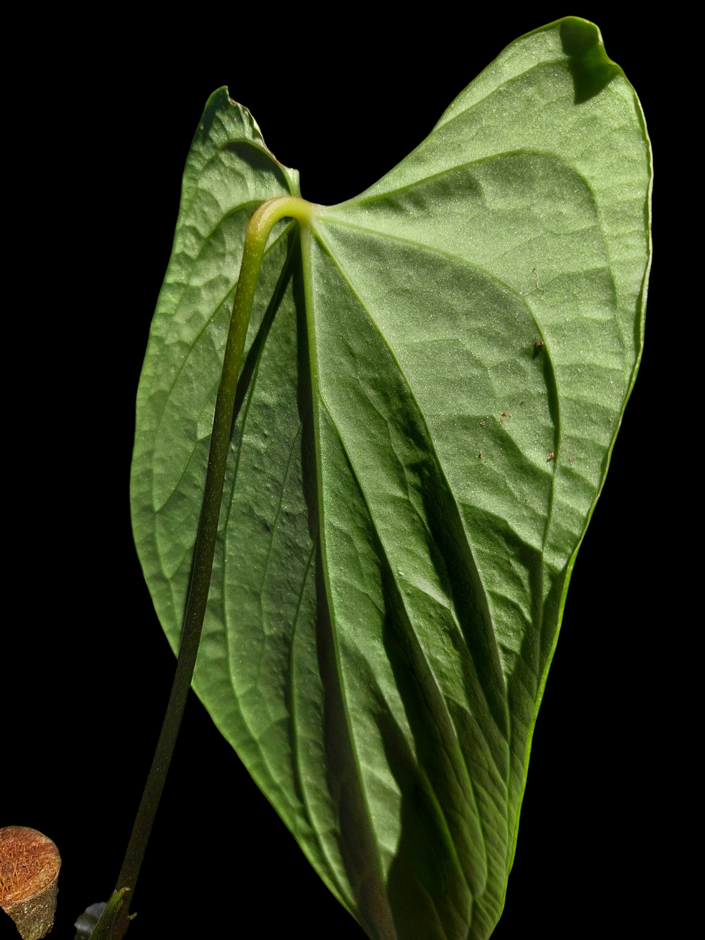 Anthurium sp. 'Huanucense Velvet' Narrow form Wild Ecotype (EXACT PLANT)