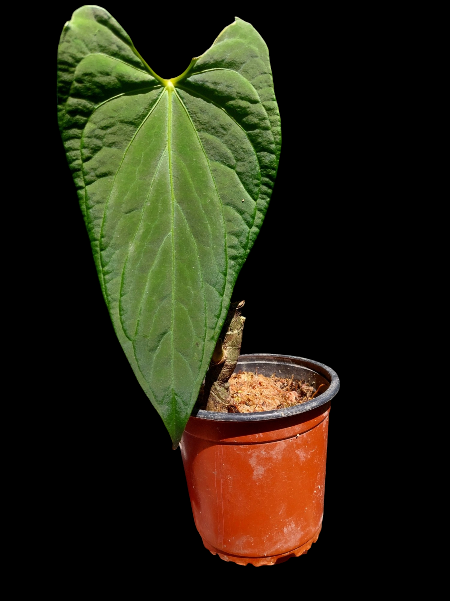 Anthurium sp. 'Huanucense Velvet' Narrow form Wild Ecotype (EXACT PLANT)