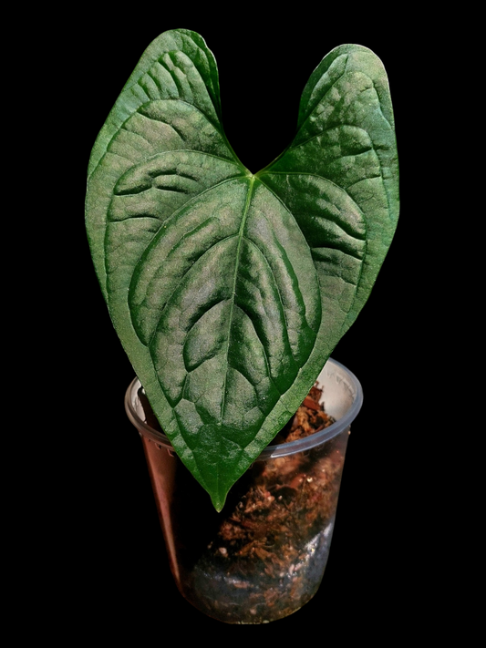 Anthurium sp. 'Peru Dark' Wild Ecotype (EXACT PLANT)