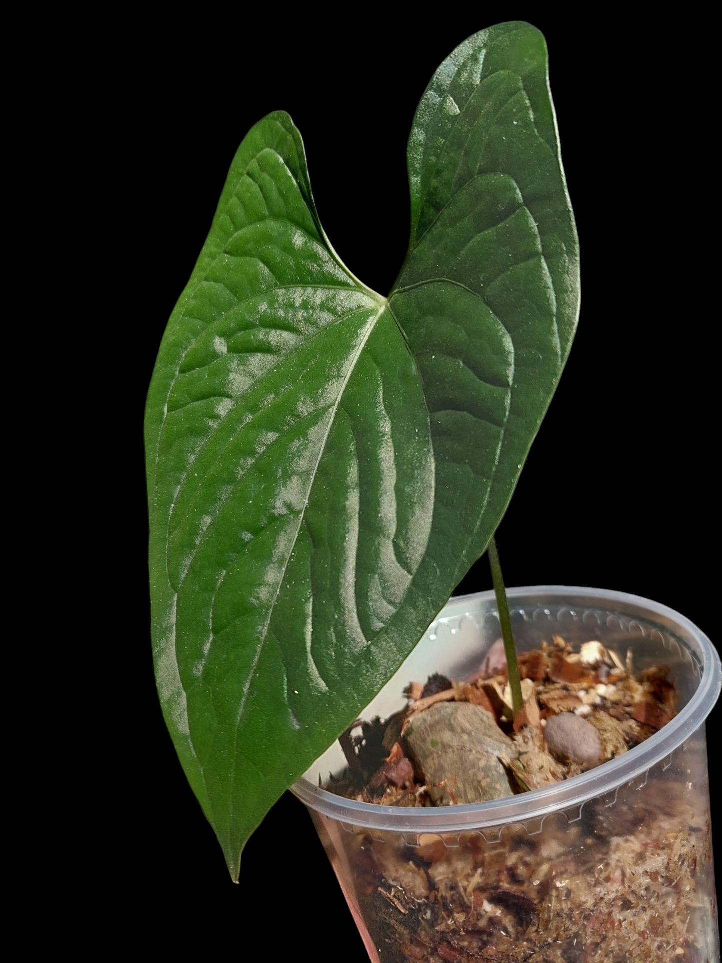 Anthurium sp. 'Peru Dark' Wild Ecotype (EXACT PLANT)