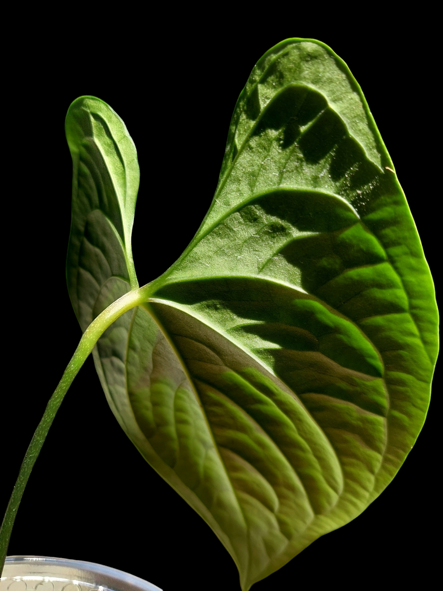 Anthurium sp. 'Peru Dark' Wild Ecotype (EXACT PLANT)