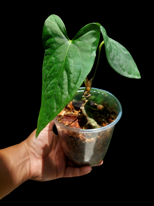 Anthurium sp. "Tarapoto Velvet" 2 Leaves Small Size Wild Ecotype (EXACT PLANT)