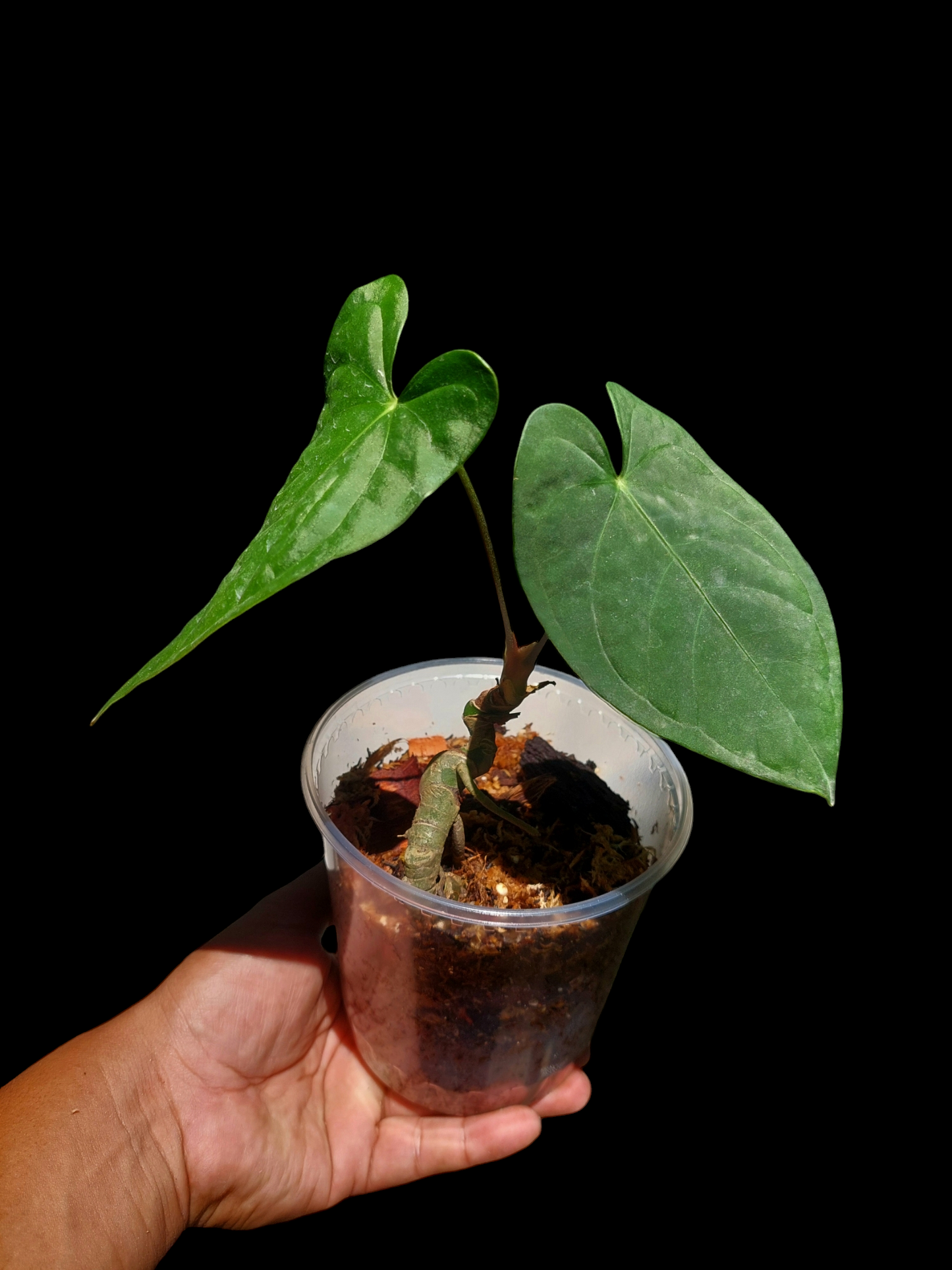 Anthurium sp. "Tarapoto Velvet" 2 Leaves Small Size Wild Ecotype (EXACT PLANT)