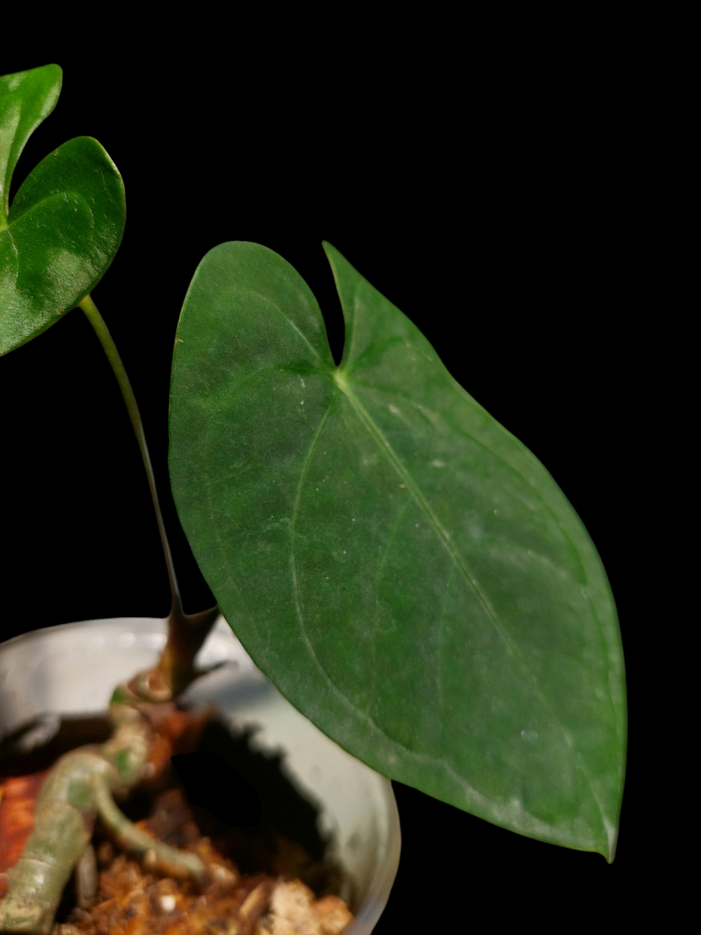 Anthurium sp. "Tarapoto Velvet" 2 Leaves Small Size Wild Ecotype (EXACT PLANT)