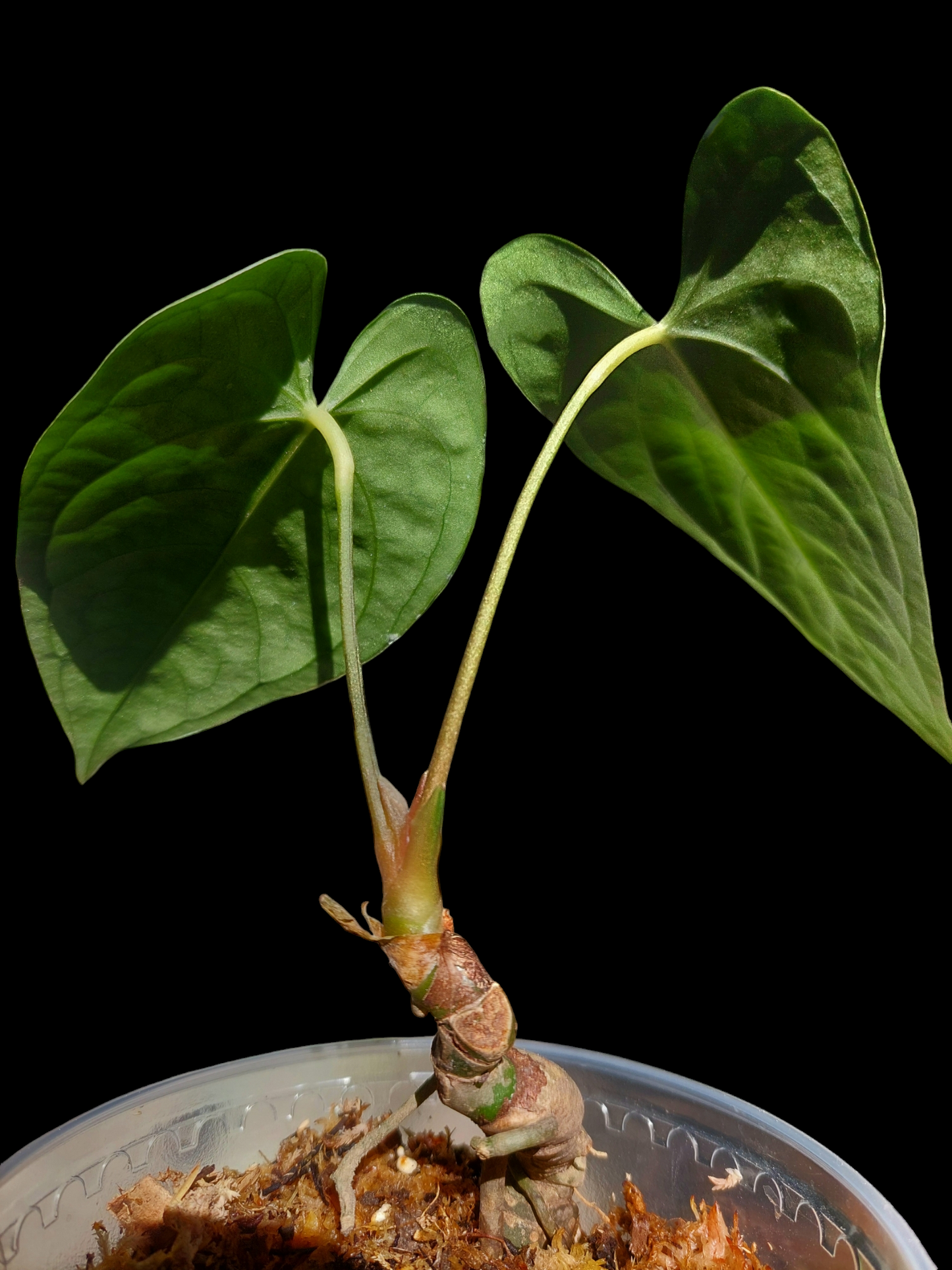 Anthurium sp. "Tarapoto Velvet" 2 Leaves Small Size Wild Ecotype (EXACT PLANT)