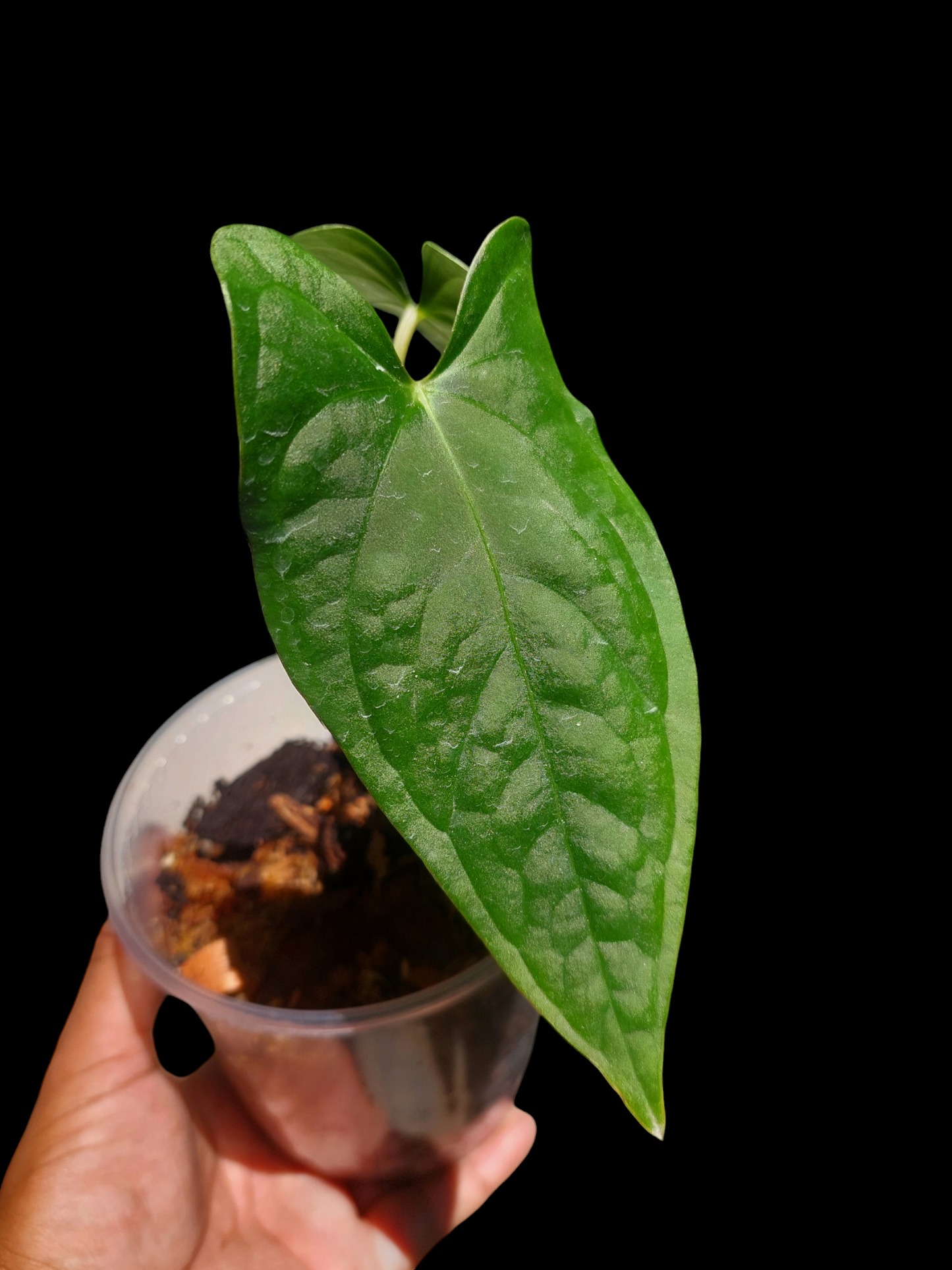 Anthurium sp. "Tarapoto Velvet" 2 Leaves Small Size Wild Ecotype (EXACT PLANT)