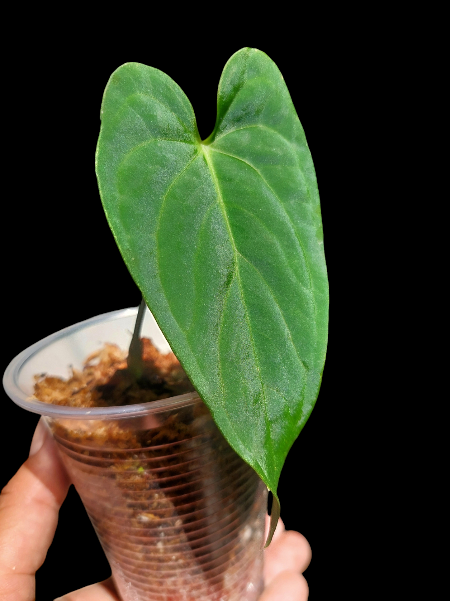 Anthurium sp. "Tarapoto Velvet" 1 Leaf Small Size Wild Ecotype (EXACT PLANT)