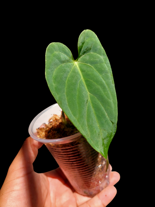 Anthurium sp. "Tarapoto Velvet" 1 Leaf Small Size Wild Ecotype (EXACT PLANT)