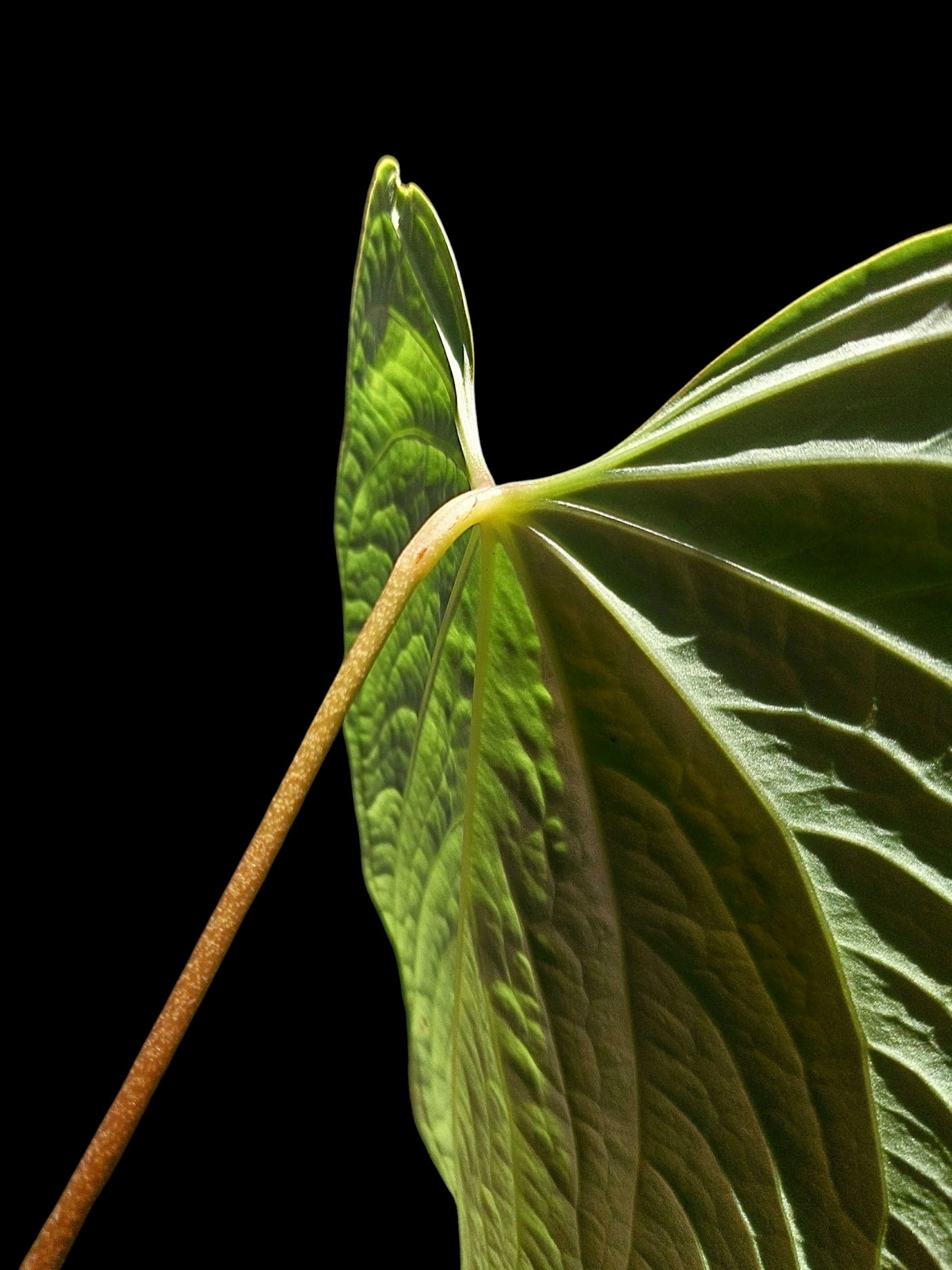 Anthurium sp. 'Huanucense Velvet' Wild Ecotype BIG PLANT (EXACT PLANT)