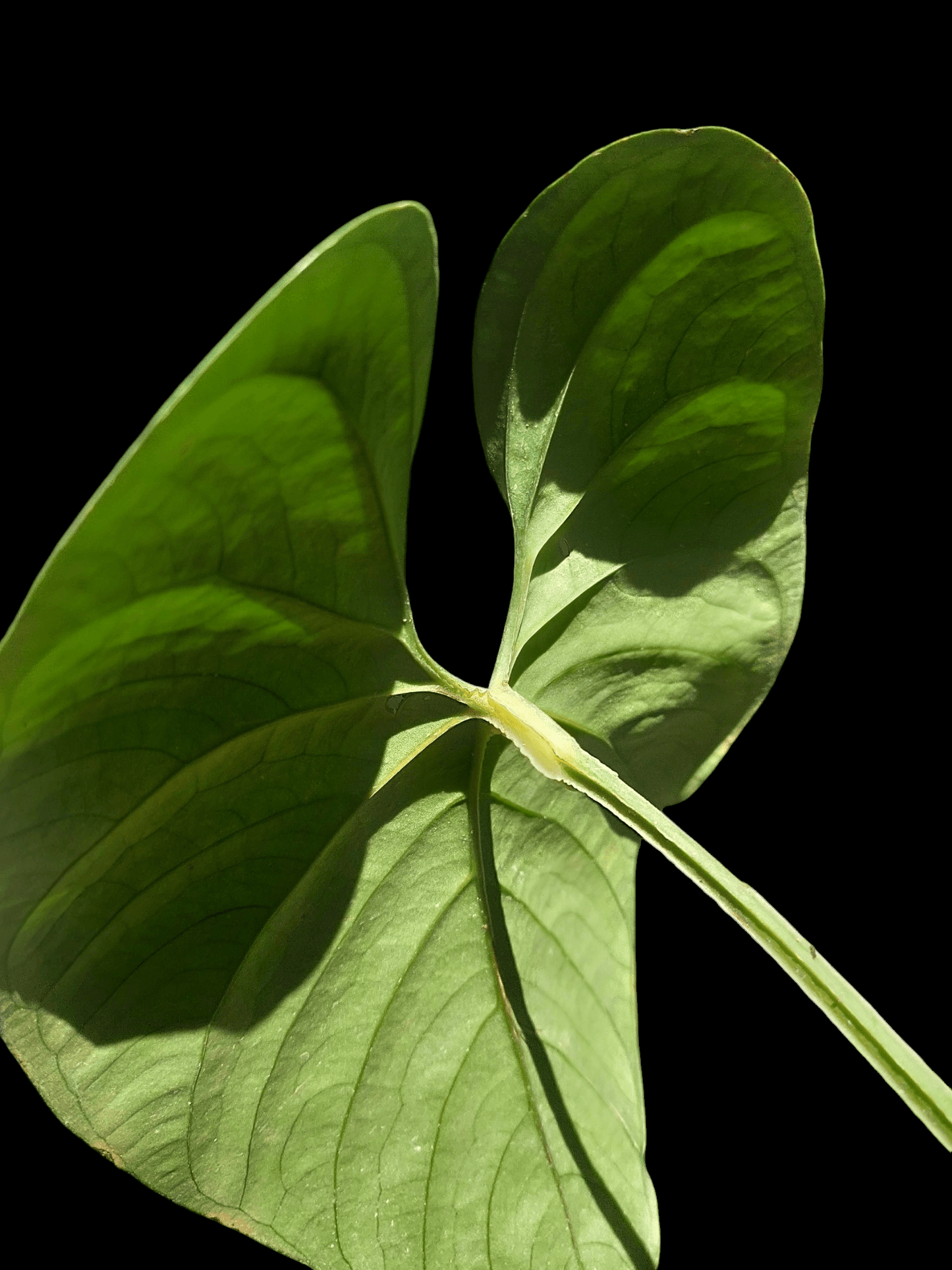 anthurium sp silver peru Anthurium sp Silver Peru #2241