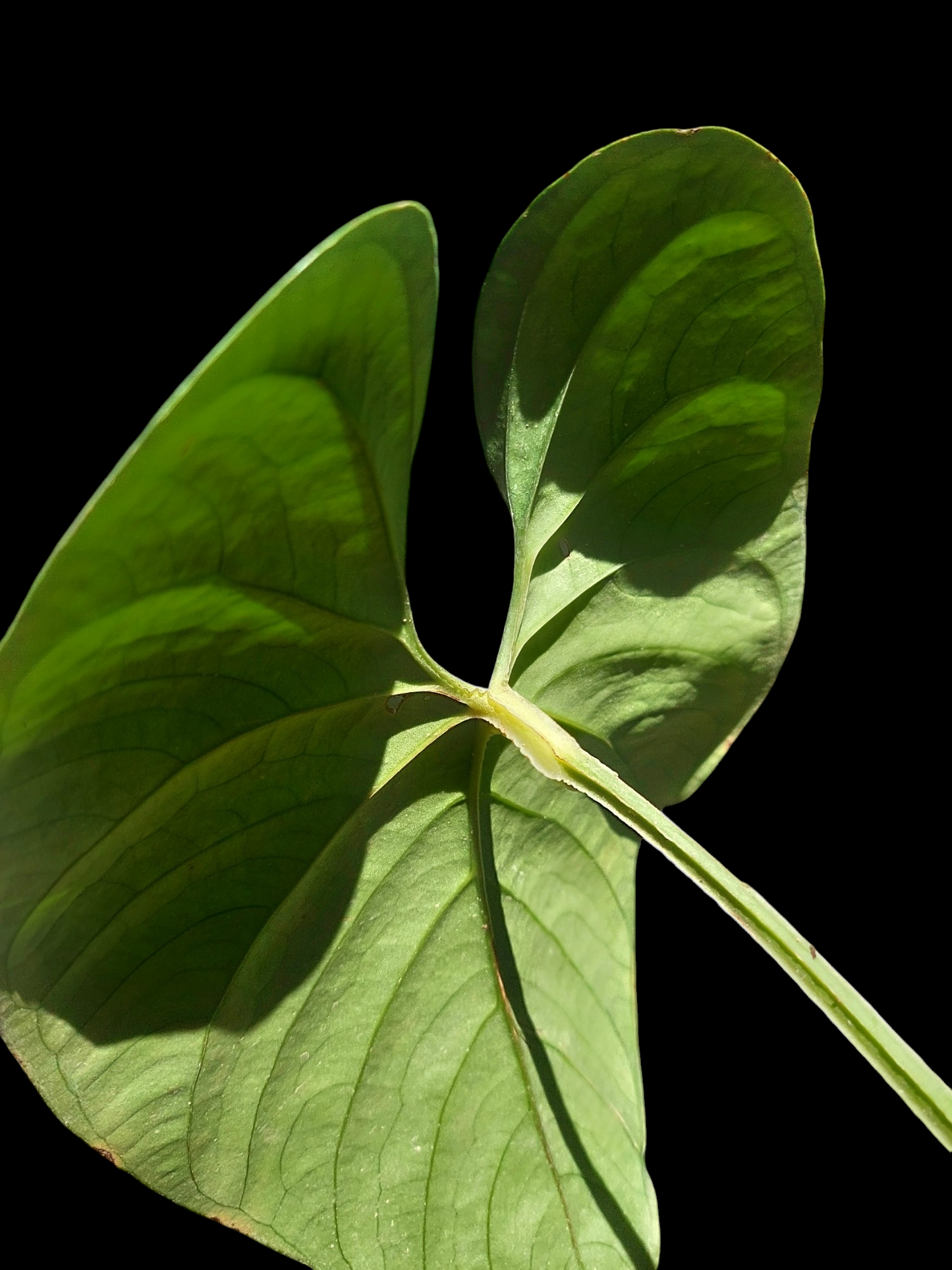 Anthurium sp. Silver Peru Mature Form Wild Ecotype (EXACT PLANT)