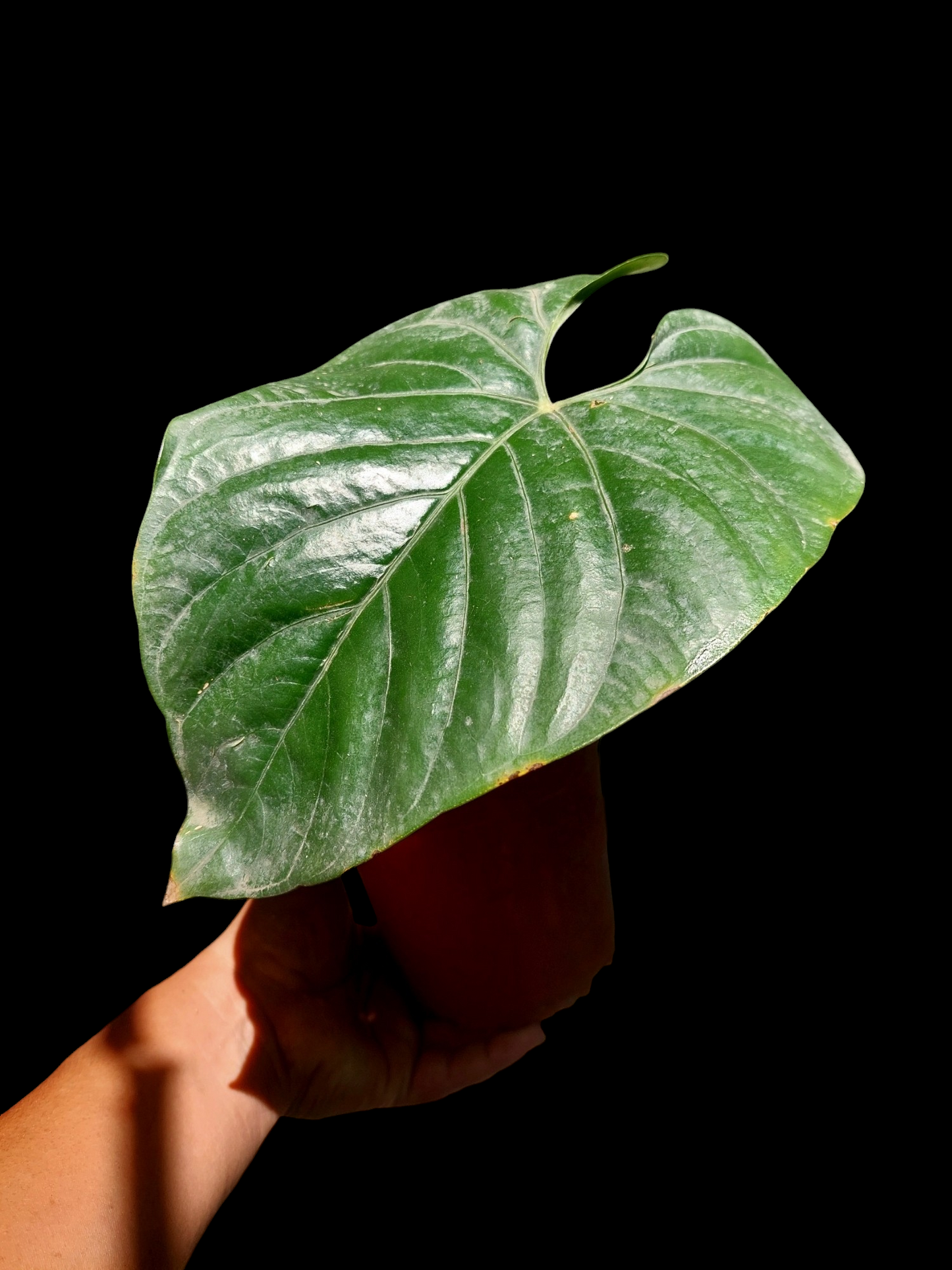 Anthurium sp. Silver Peru Mature Form Wild Ecotype (EXACT PLANT)