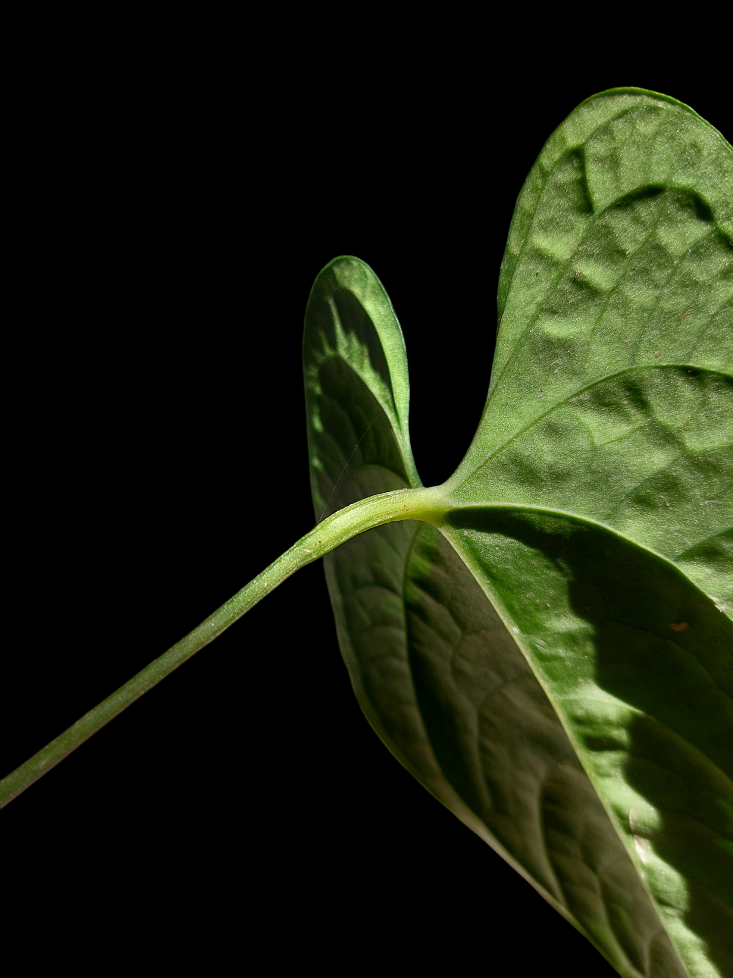 Anthurium sp. "Tarapoto Dark Velvet" Wild Ecotype Small Size 2 Leaves (EXACT PLANT)