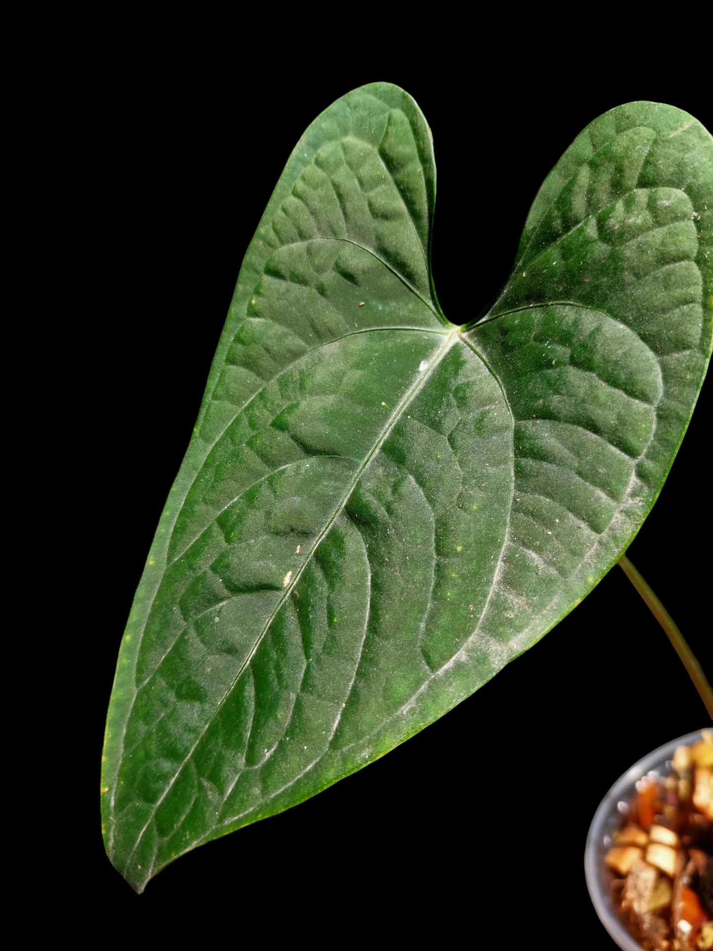 Anthurium sp. "Tarapoto Dark Velvet" Wild Ecotype Small Size 2 Leaves (EXACT PLANT)