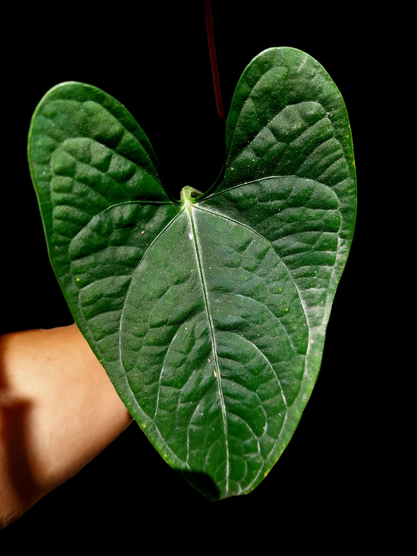 Anthurium sp. "Tarapoto Dark Velvet" Wild Ecotype Small Size 2 Leaves (EXACT PLANT)