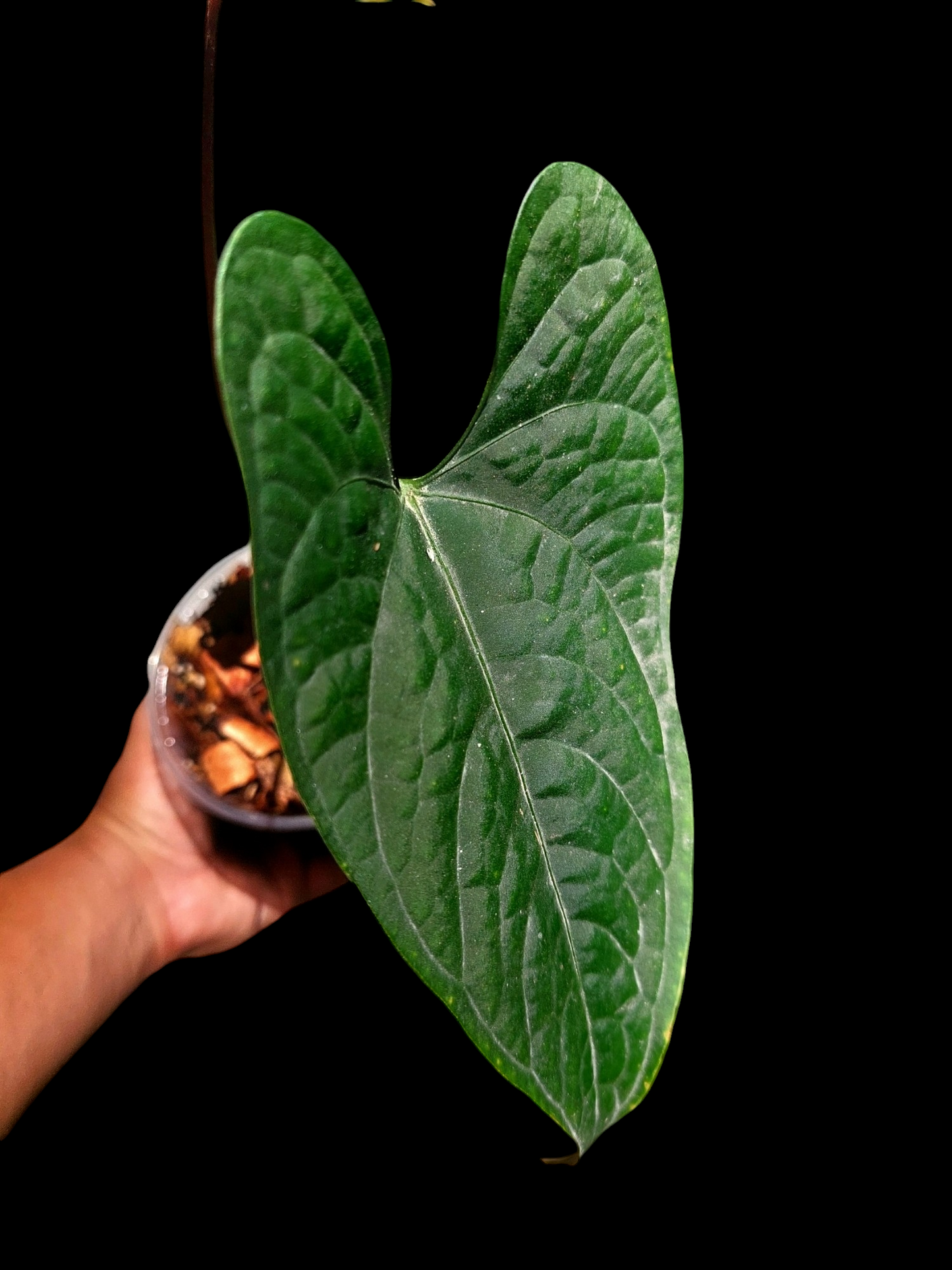 Anthurium sp. "Tarapoto Dark Velvet" Wild Ecotype Small Size 2 Leaves (EXACT PLANT)