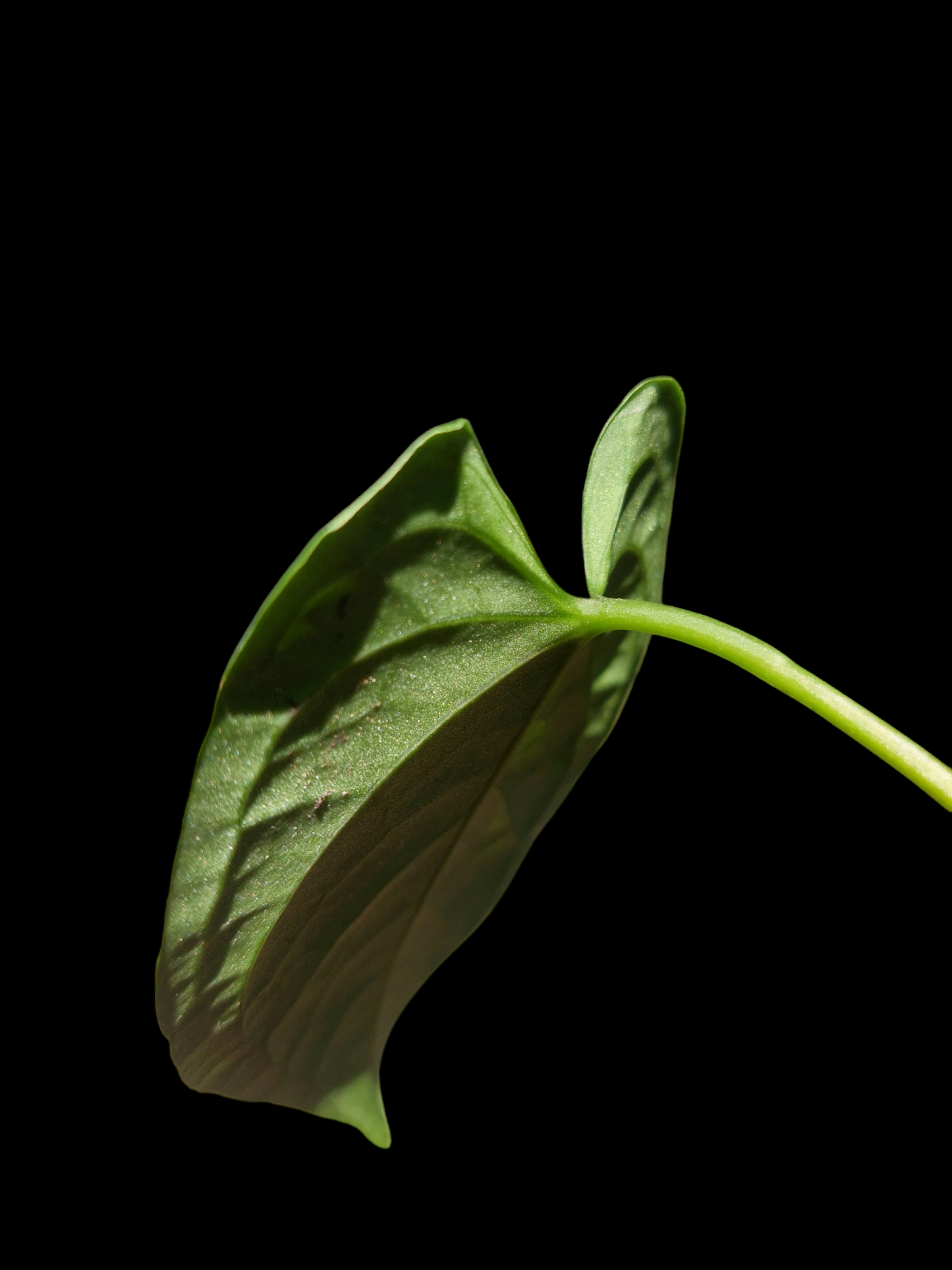 Anthurium sp. "Tarapoto Velvet" 1 Leaf Small Size (EXACT PLANT)