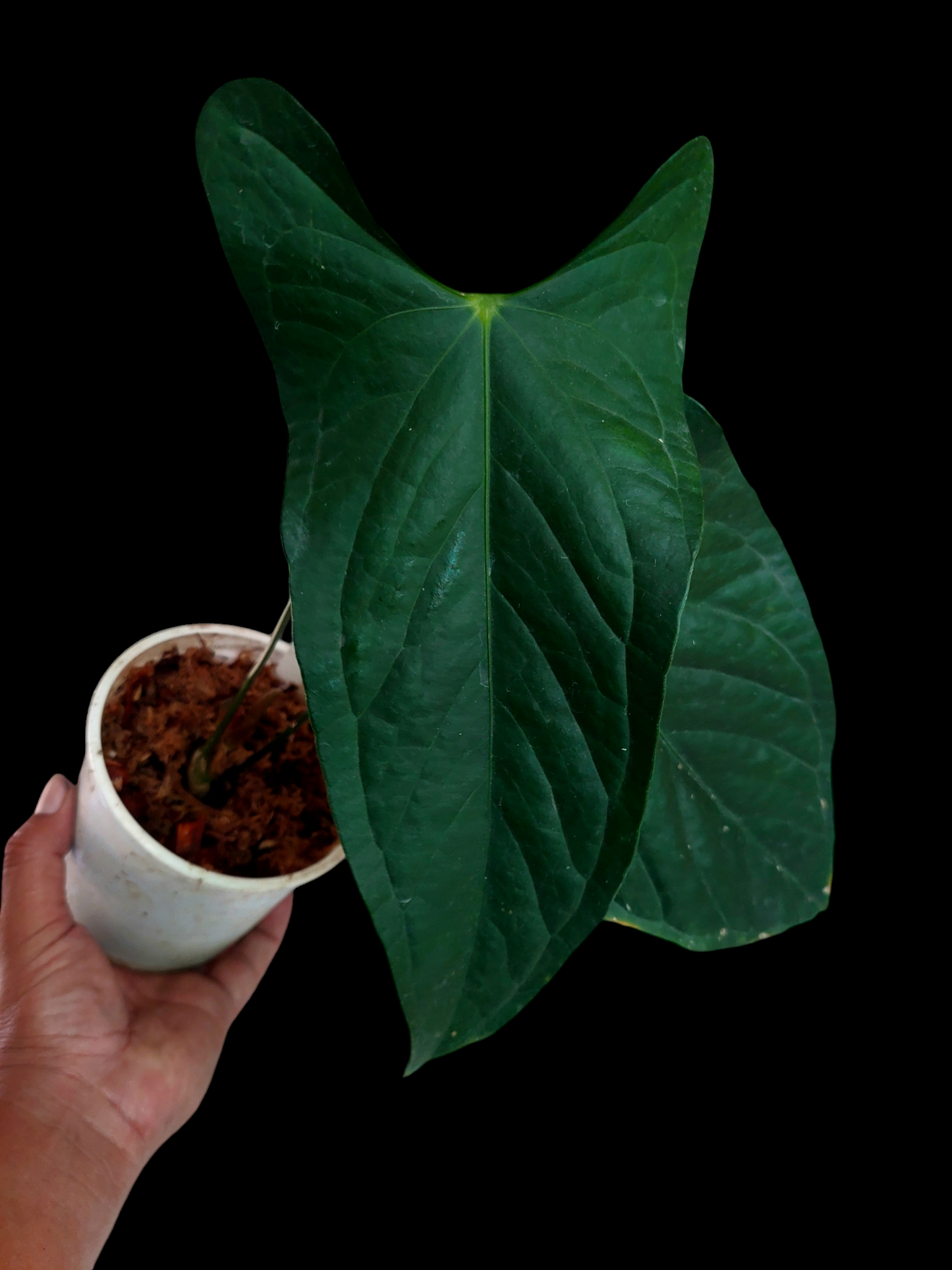 Anthurium sp. 'Peru Dark' (EXACT PLANT)