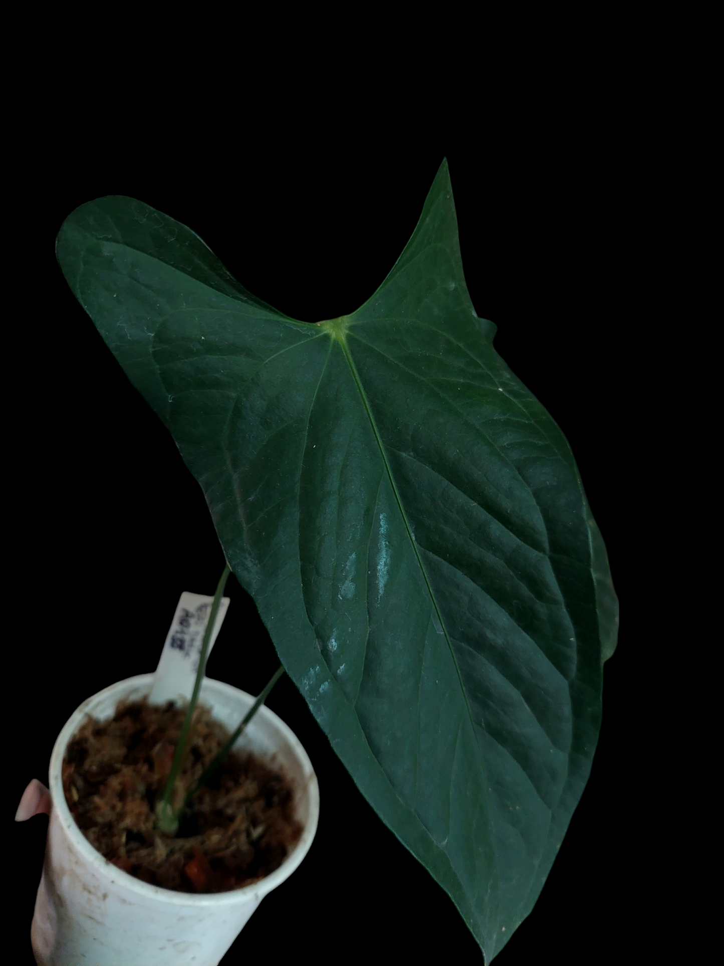 Anthurium sp. 'Peru Dark' (EXACT PLANT)