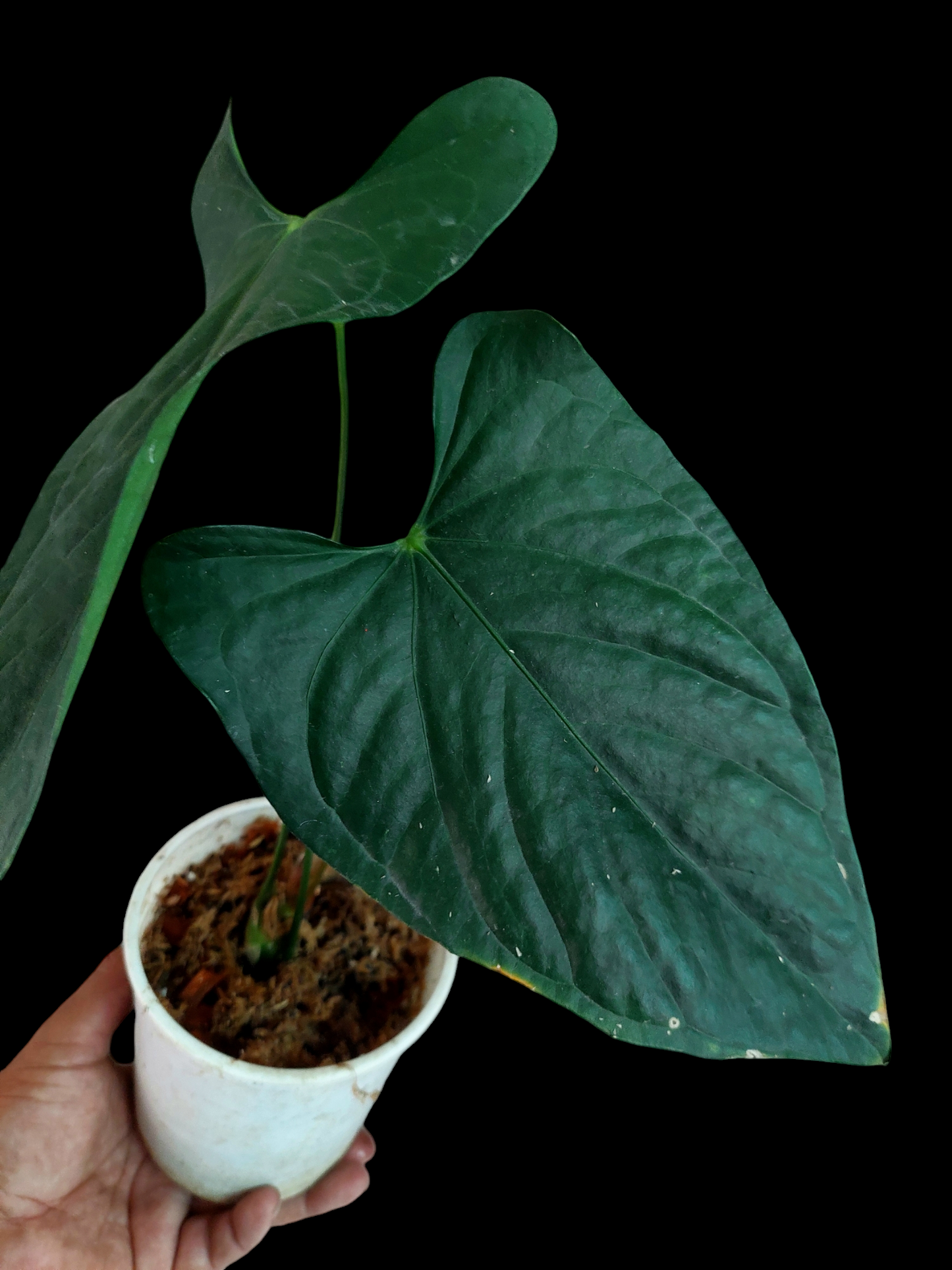 Anthurium sp. 'Peru Dark' (EXACT PLANT)