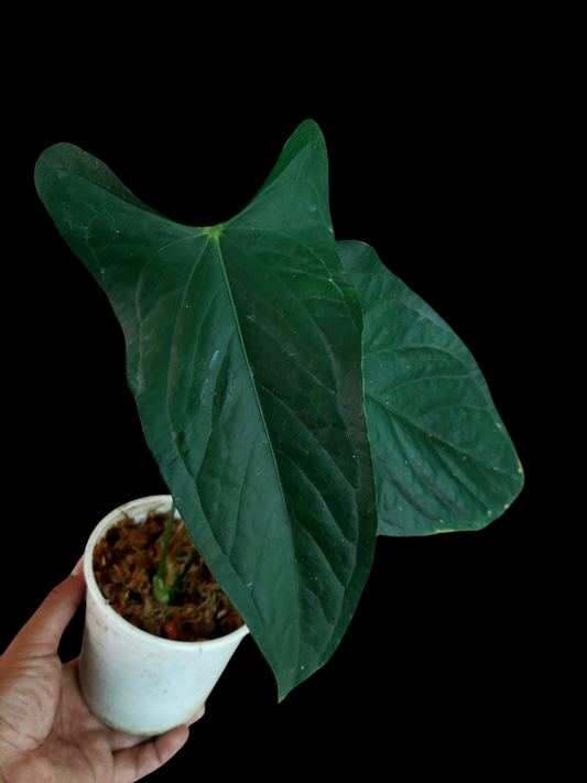 Anthurium sp. 'Peru Dark' (EXACT PLANT)