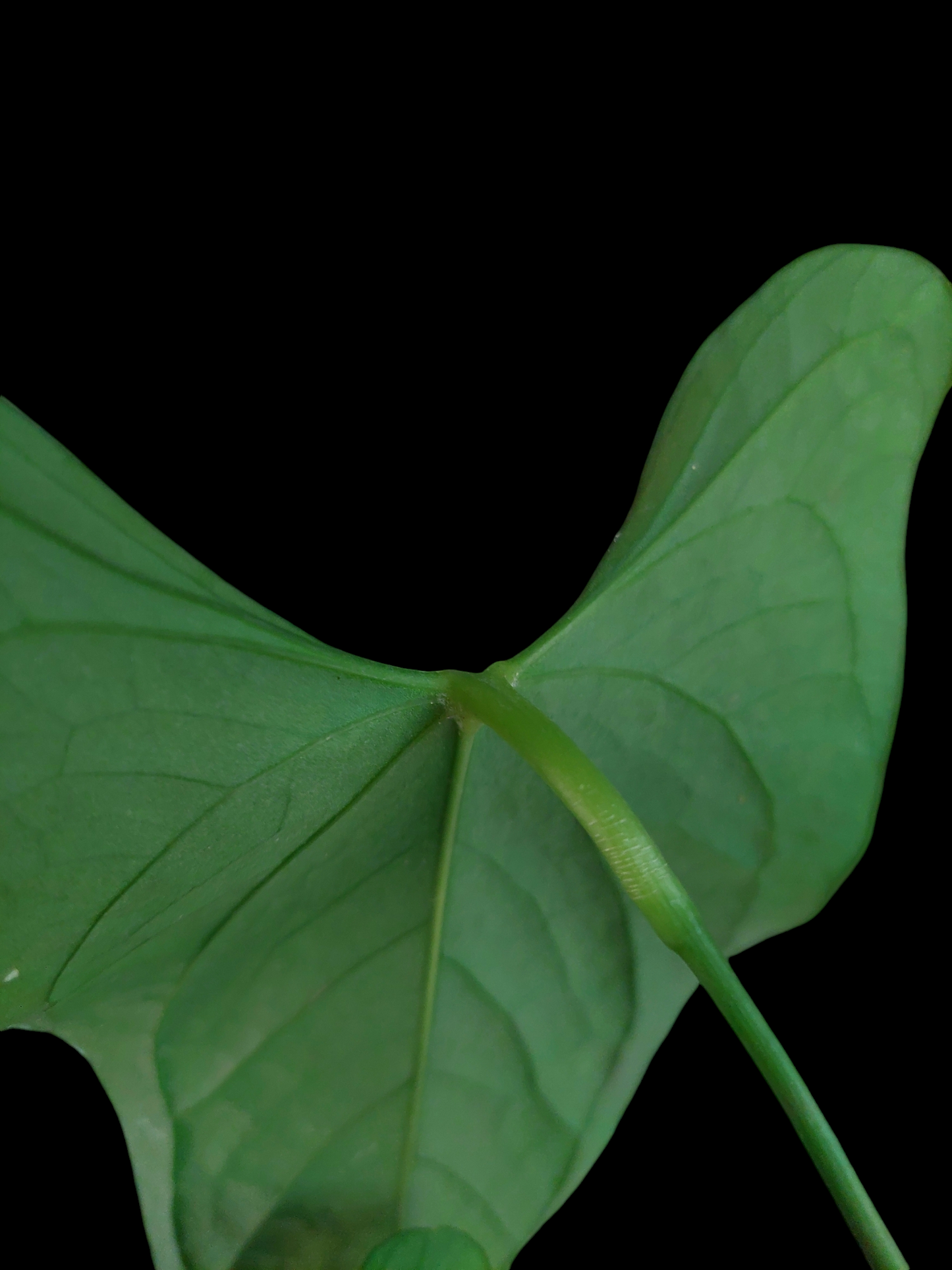 Anthurium sp. 'Peru Dark' (EXACT PLANT)