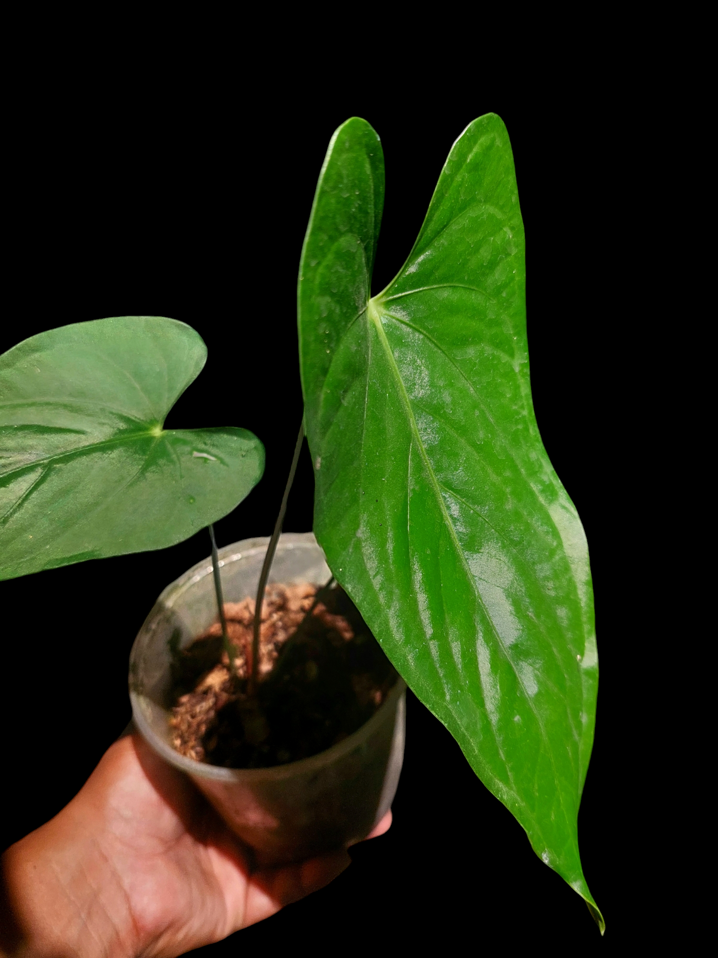 Anthurium sp. "Cumbazino" 3 Leaves Wild Ecotype (EXACT PLANT)