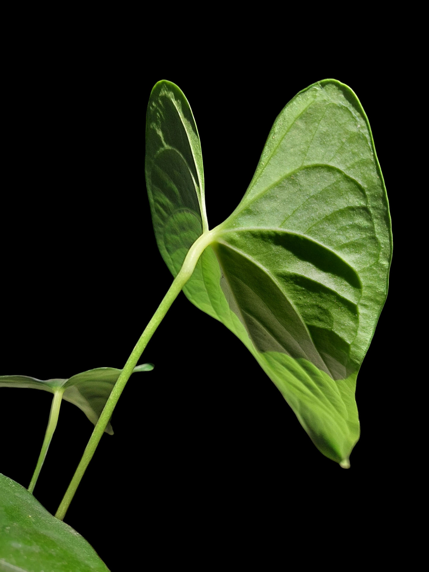 Anthurium sp. "Cumbazino" 3 Leaves Wild Ecotype (EXACT PLANT)