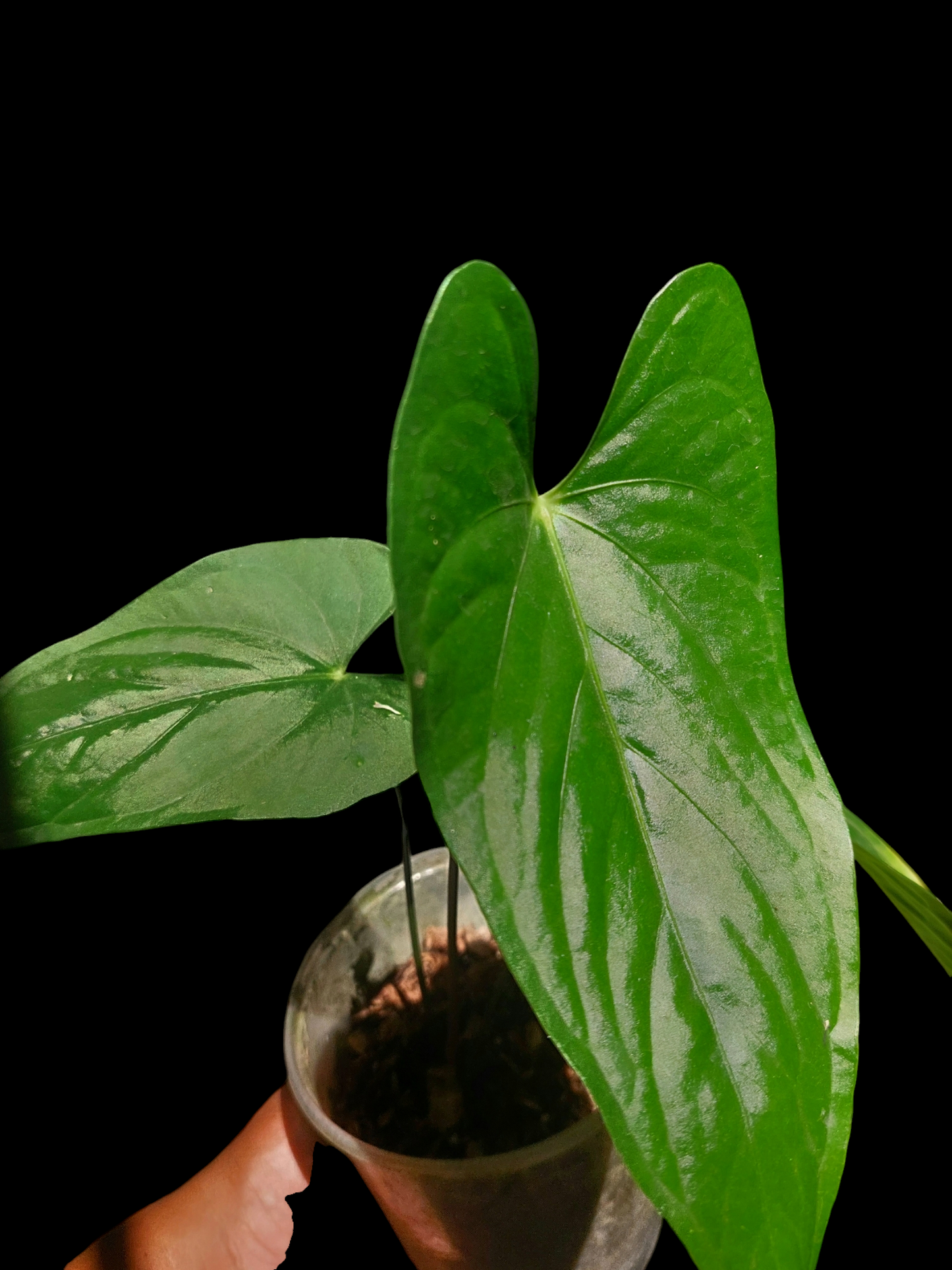 Anthurium sp. "Cumbazino" 3 Leaves Wild Ecotype (EXACT PLANT)