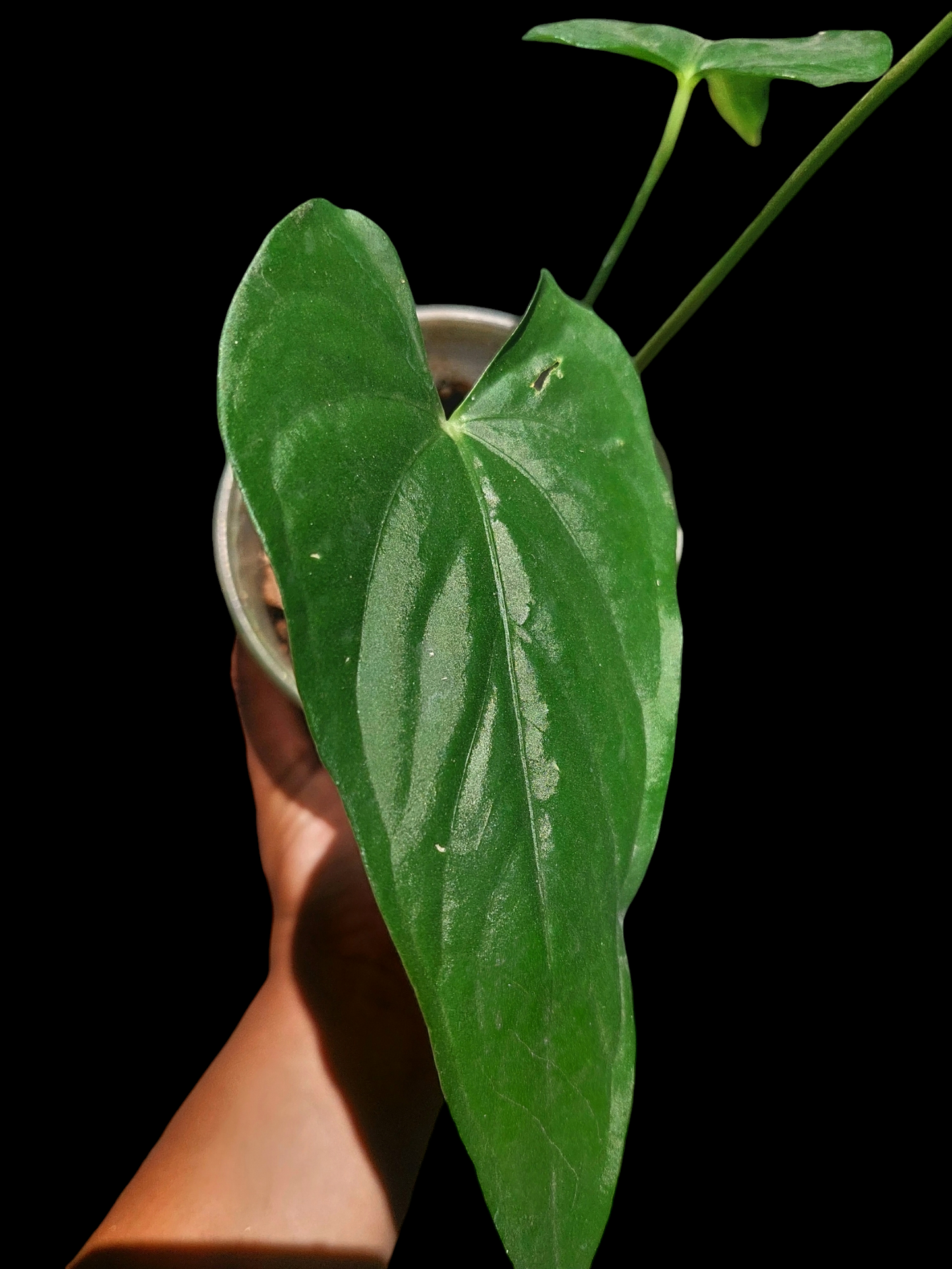 Anthurium sp. "Cumbazino" 3 Leaves Wild Ecotype (EXACT PLANT)